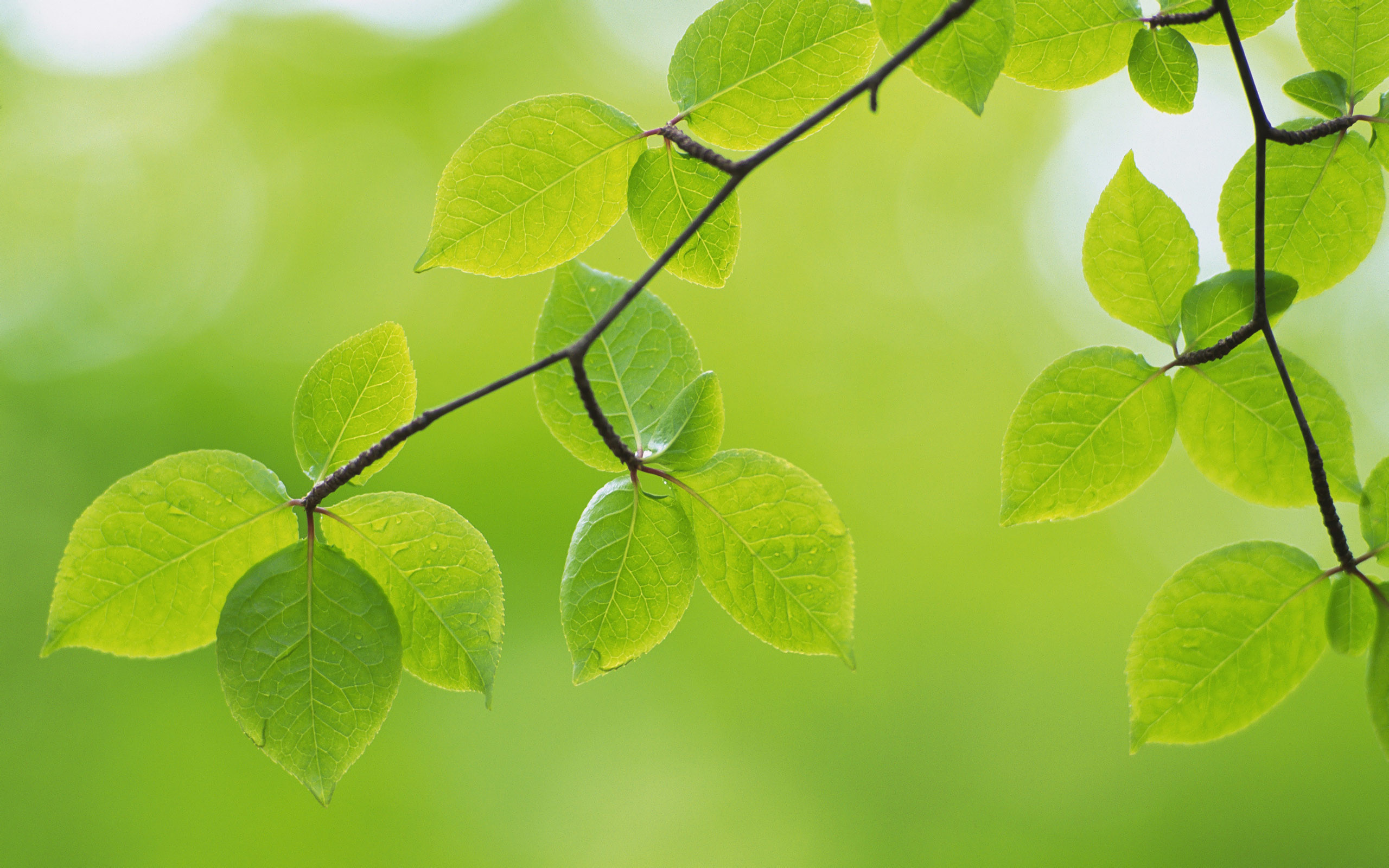 2560x1600 Green Leaves Wallpaper Background 1270