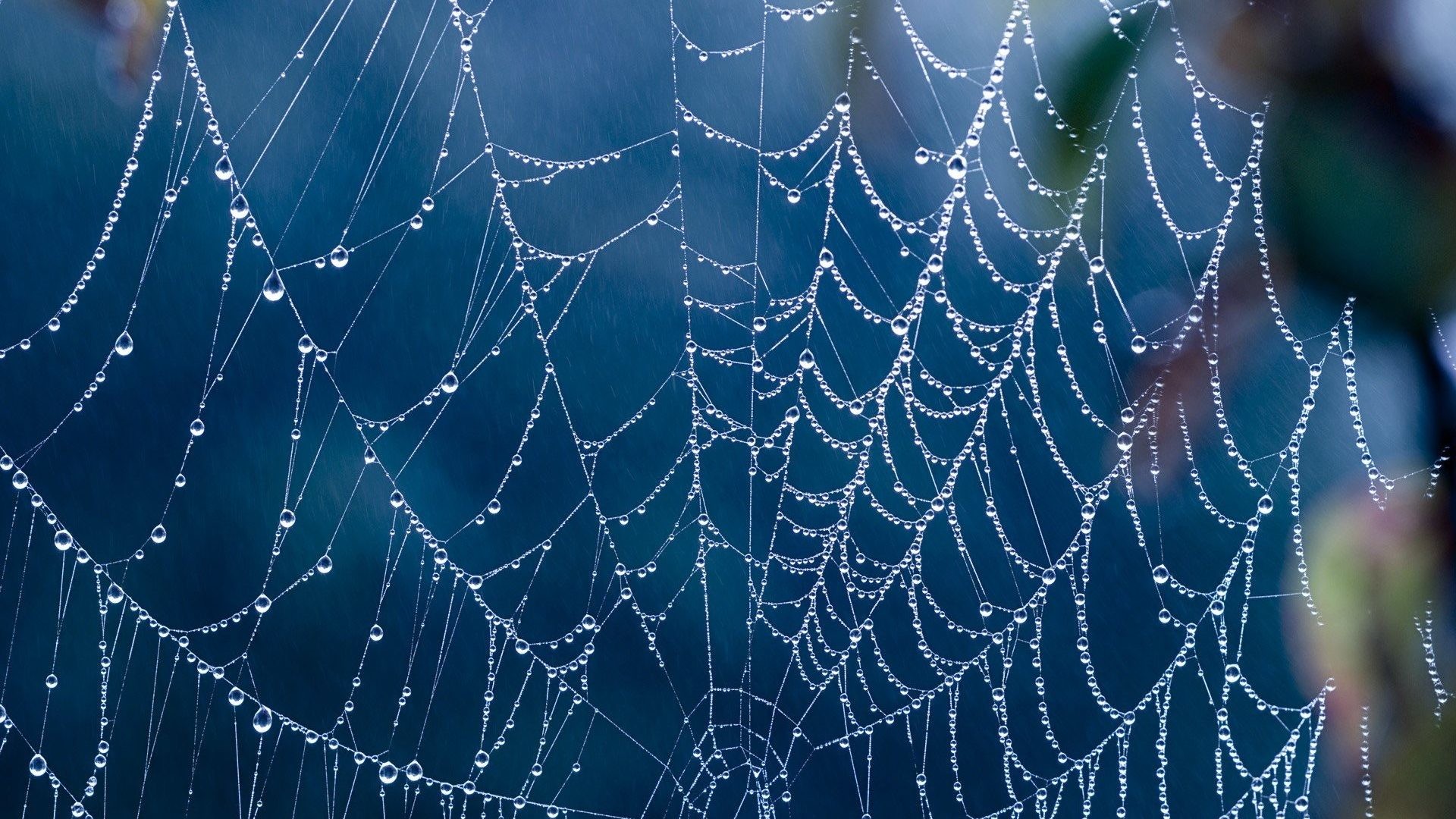 1920x1080 Creepy Tag - Creepy Spider Webs Hd Full Size Nature Wallpaper for HD 16:9