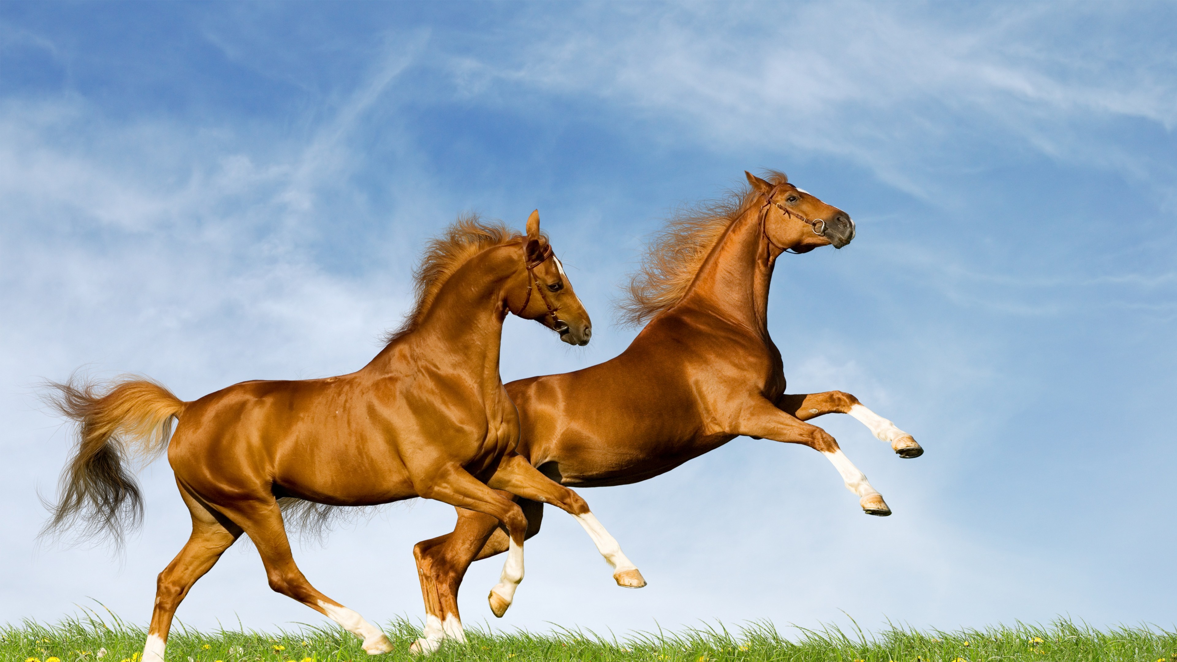 3840x2160 Wallpaper # of 88 Horses HD wallpapers at and resolution with Horses  desktop pictures,photos,pics and images
