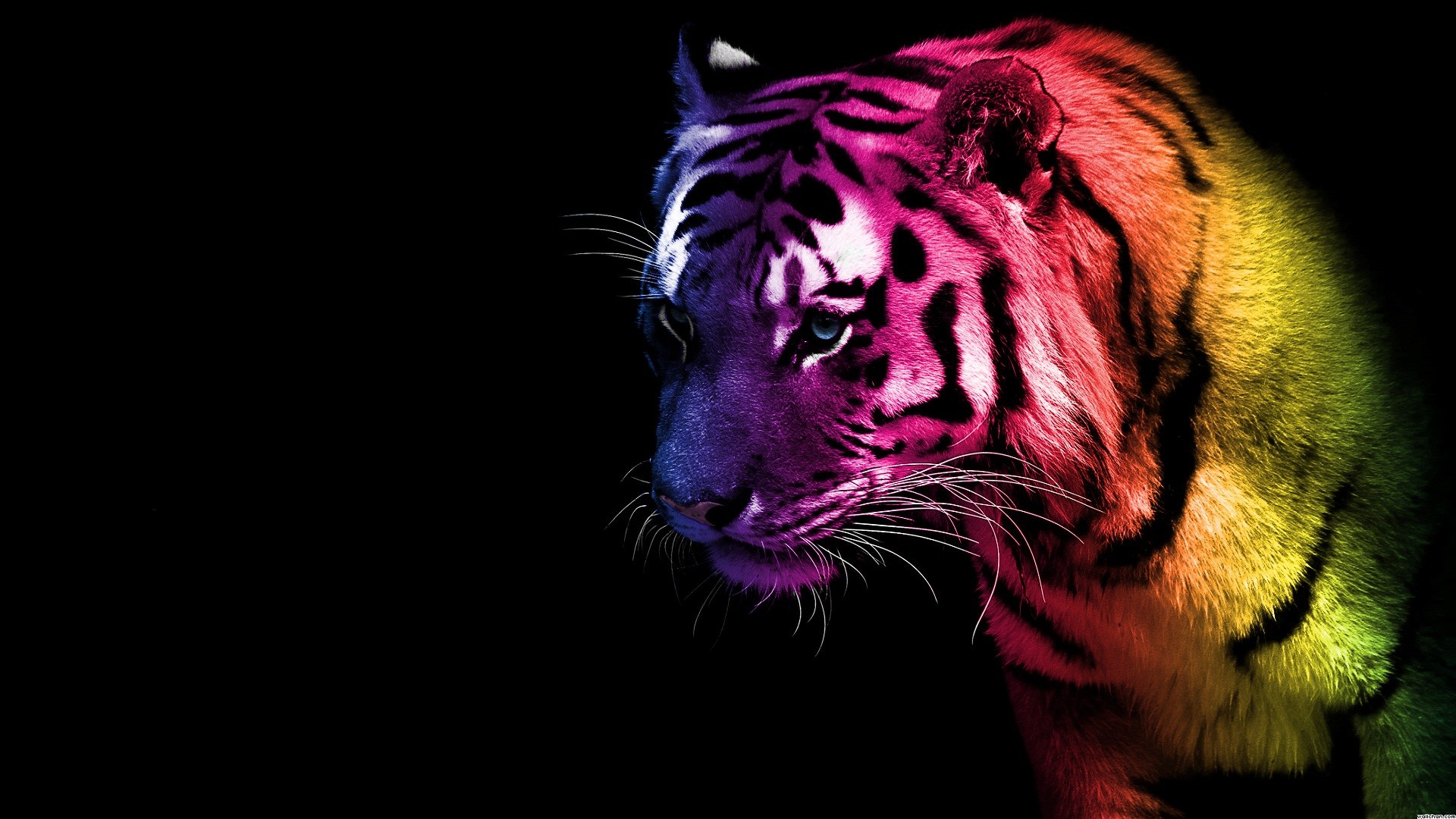 1920x1080 Colorful Tiger