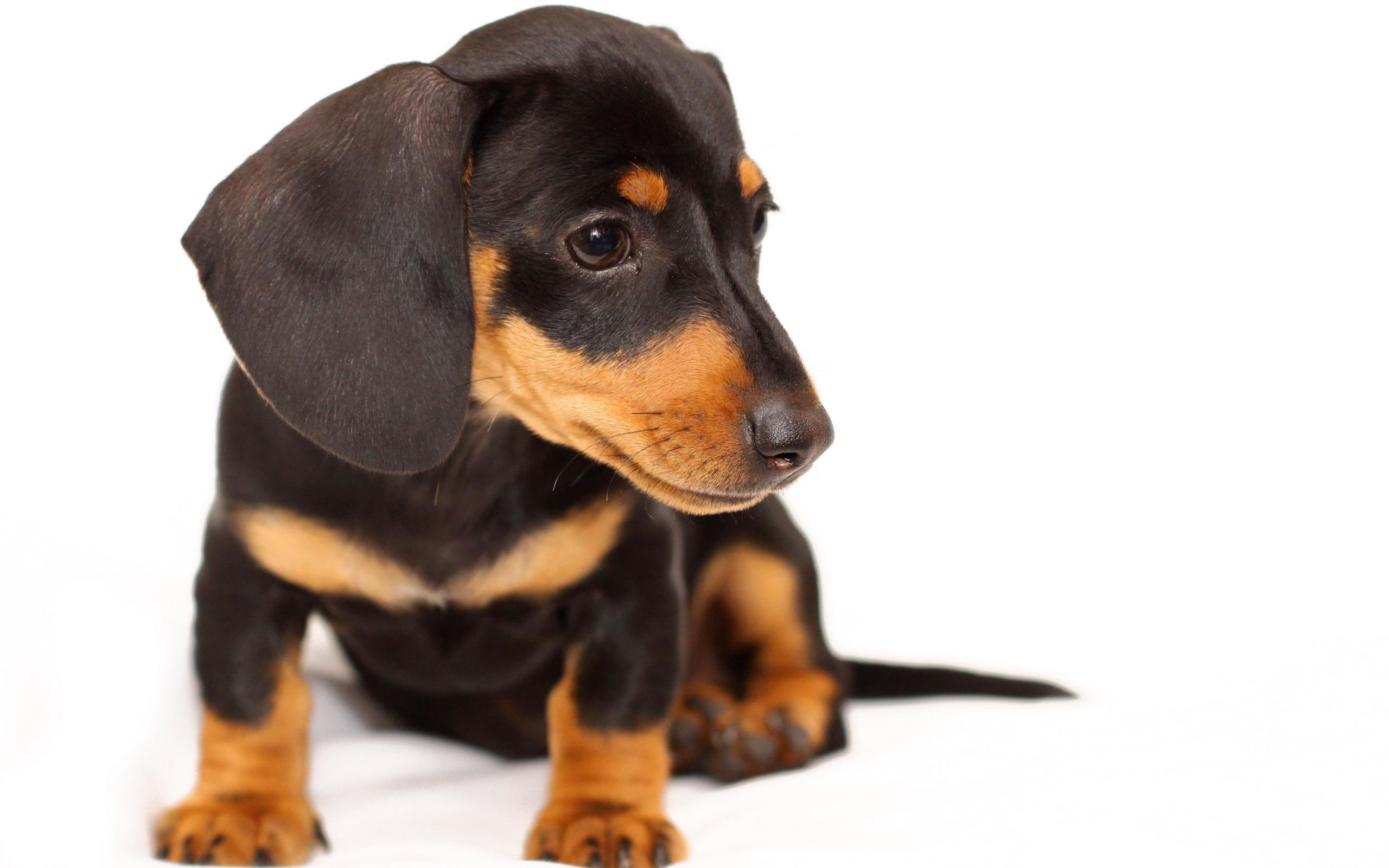 2560x1600 Related Wallpapers. Dachshund Puppy
