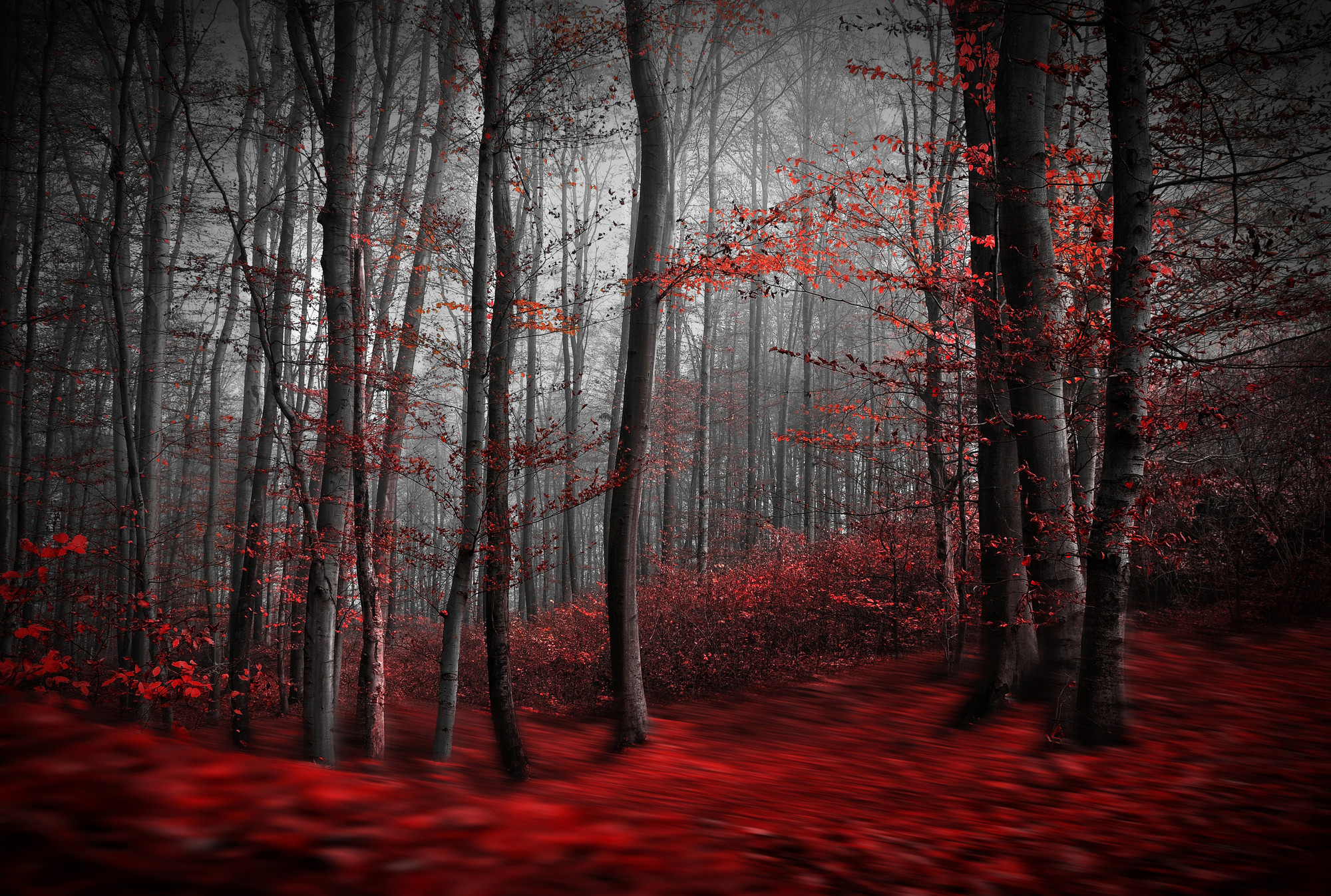 2000x1347 Red Carpet Forest Wall Mural Photo Wallpaper