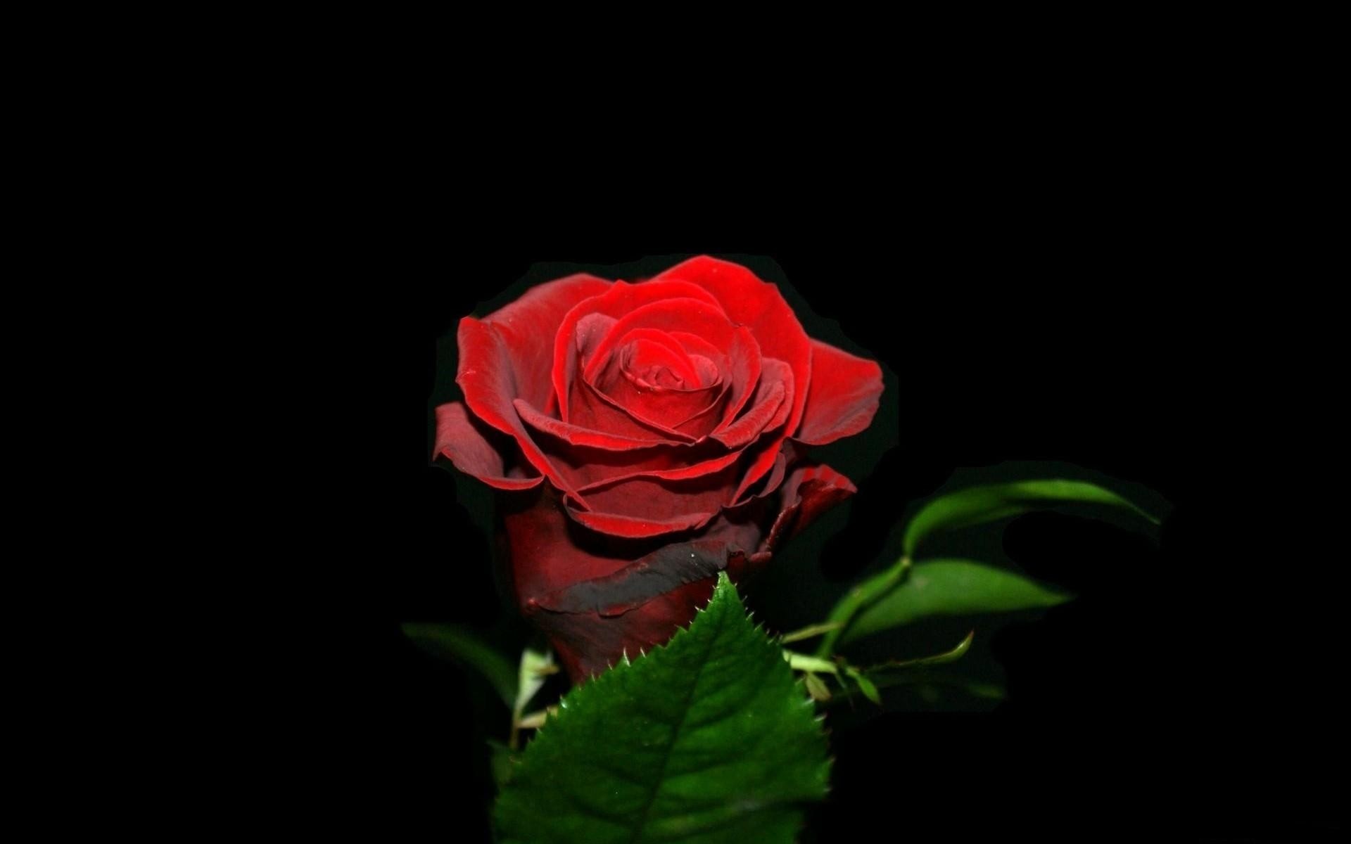 1920x1200  A Single Red Rose Isolated Against A Black Background In The .