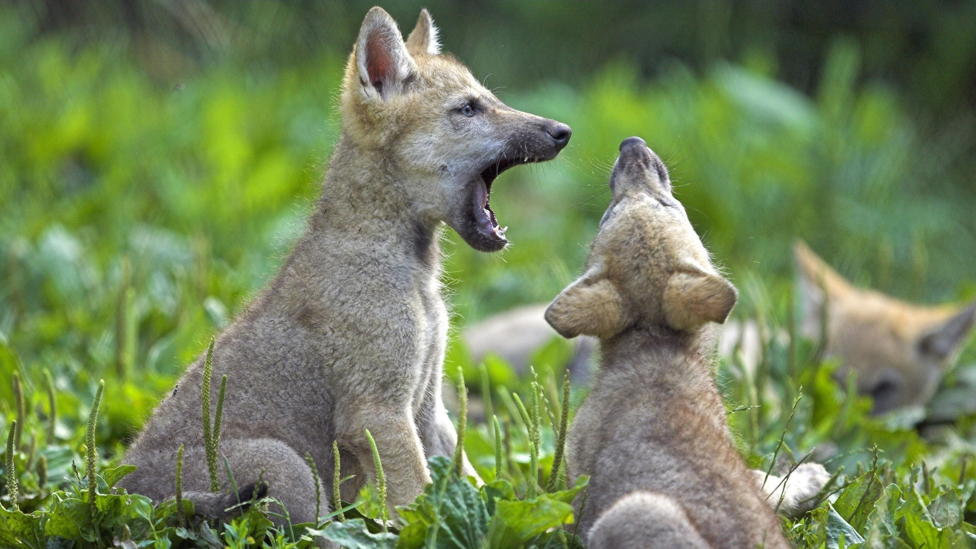 1920x1080 animals, Baby Animals, Nature, Wolf, Field, Yawning Wallpapers HD / Desktop  and Mobile Backgrounds