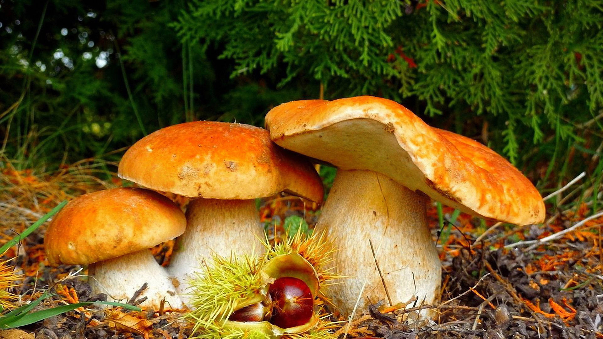 Cute Mushroom Background Wallpaper Image For Free Download  Pngtree