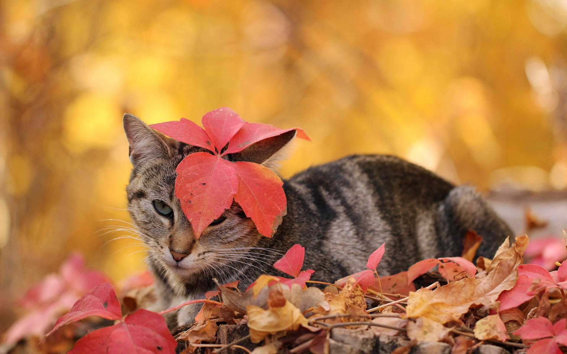 1920x1200 Wallpapers Cats Leaf Autumn Animals  Foliage