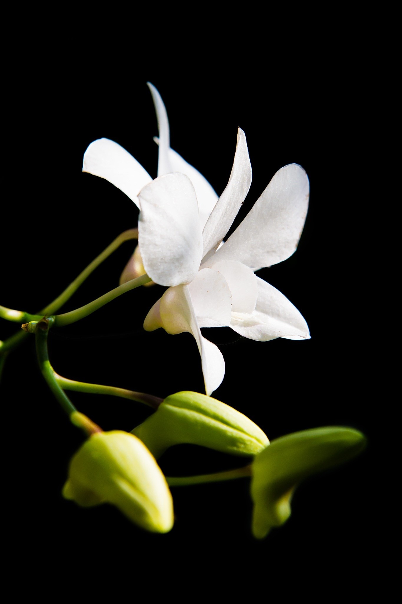 1365x2048 white orchid flower