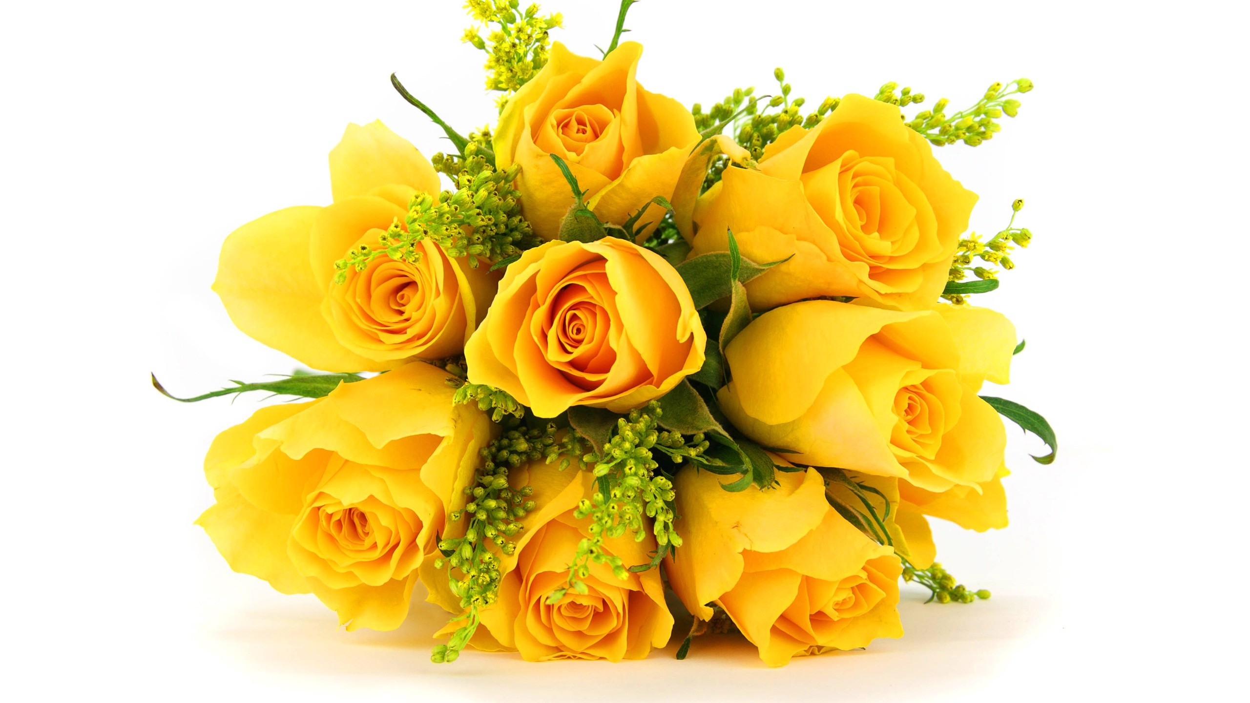 2560x1440 Yellow rose backgrounds download desktop.