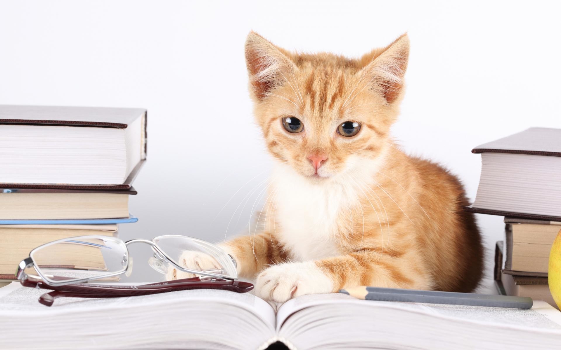 1920x1200 2013_10_animals-cats-reading-book-wallpaper