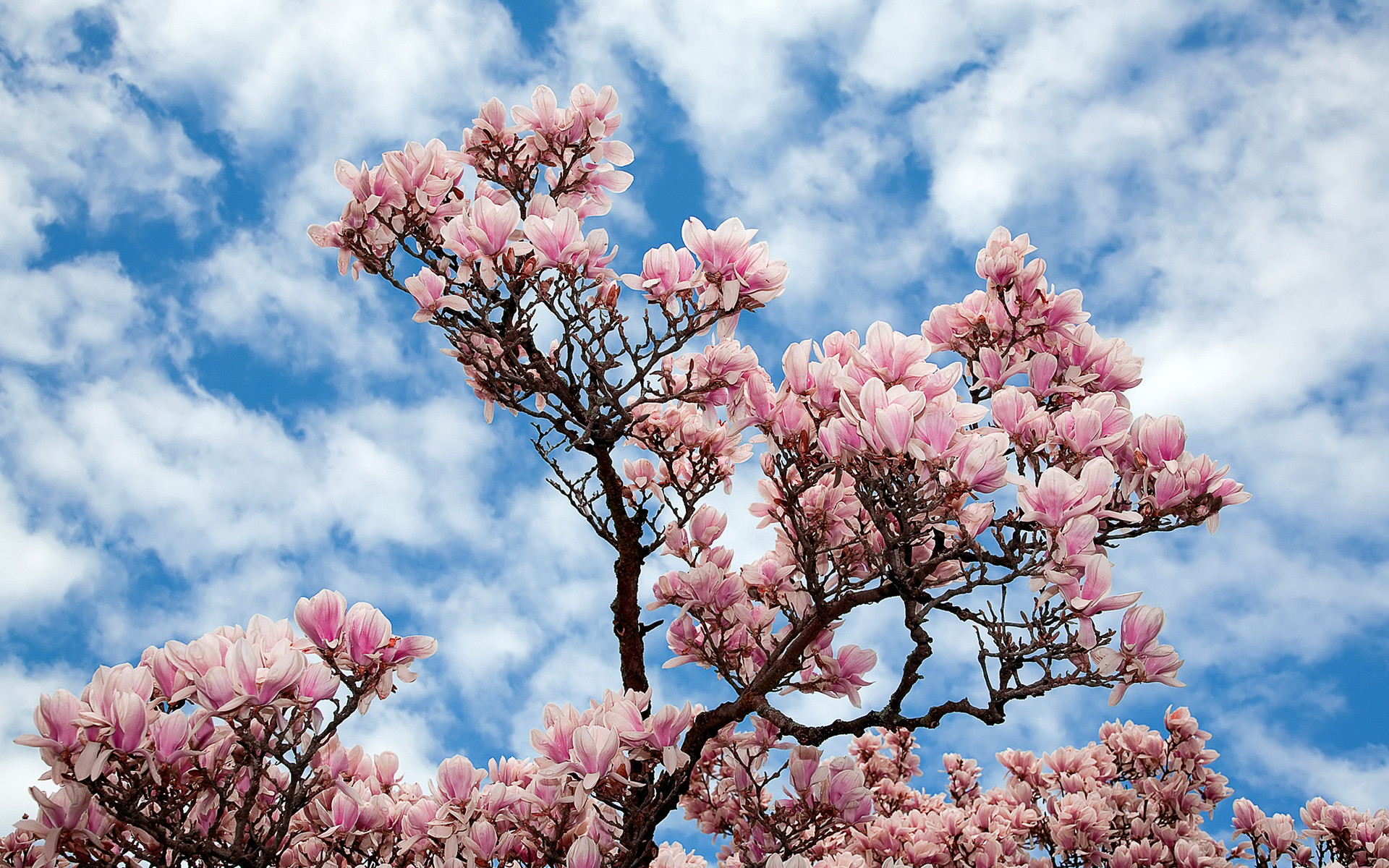 1920x1200 Magnolia Flower Wallpapers HD images | Live HD Wallpaper HQ .