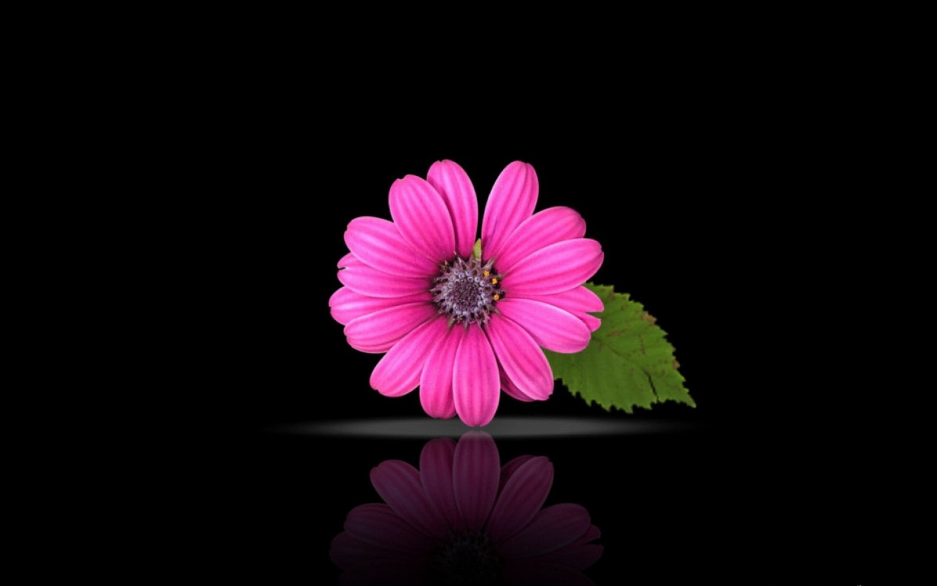 1920x1200 Pink beautiful flowers on black background superb wallpapers | HD .