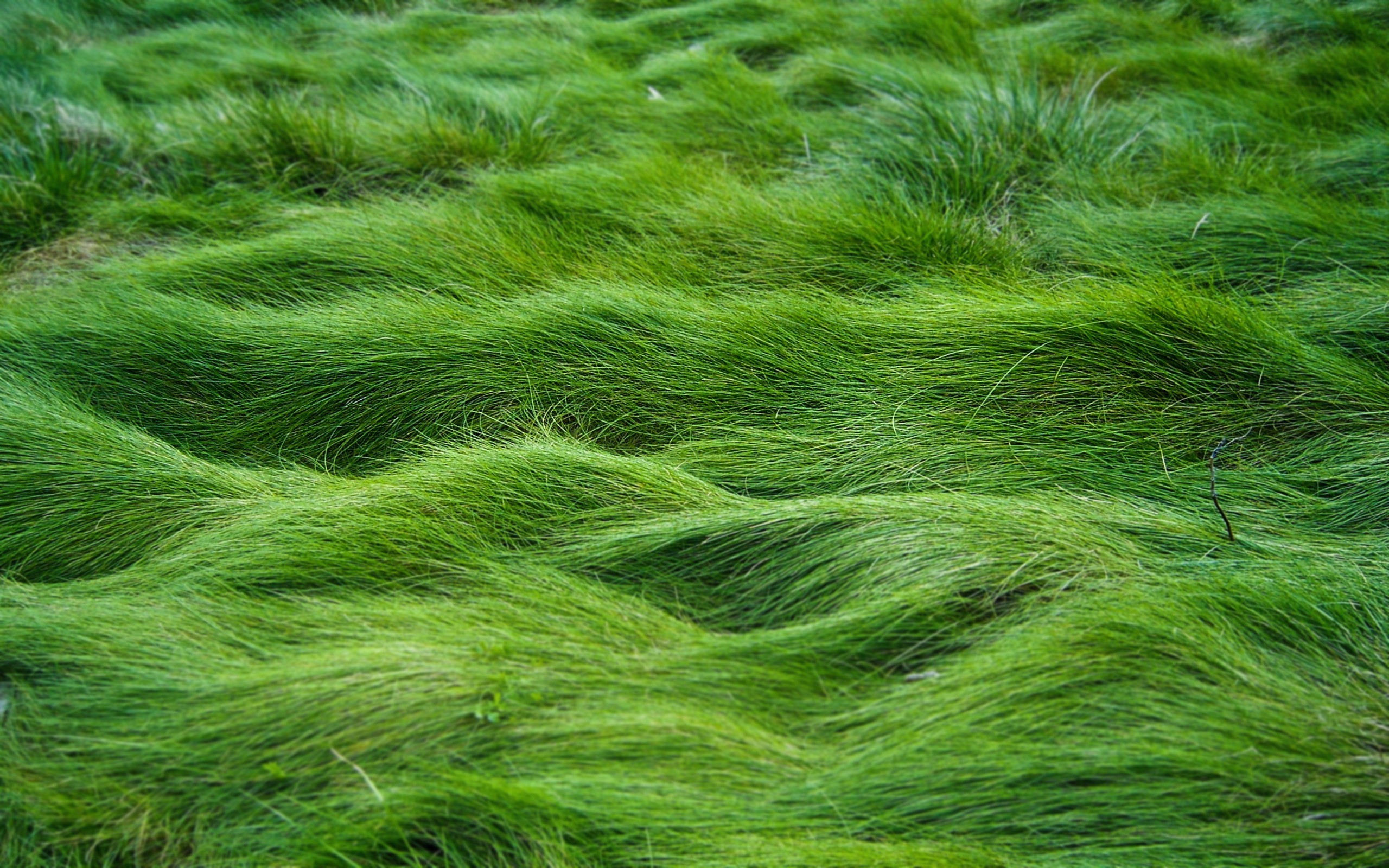 2560x1600 Nature of Green grass HD Wallpaper