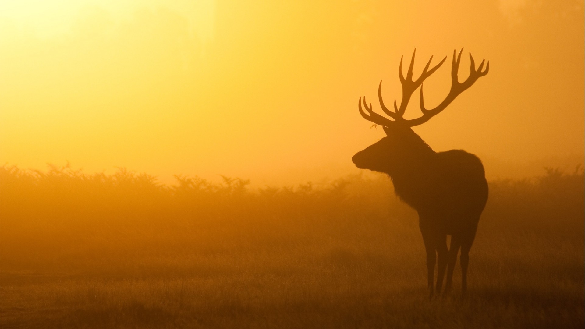 1920x1080 Preview wallpaper deer, sunrise, mist, shadow 