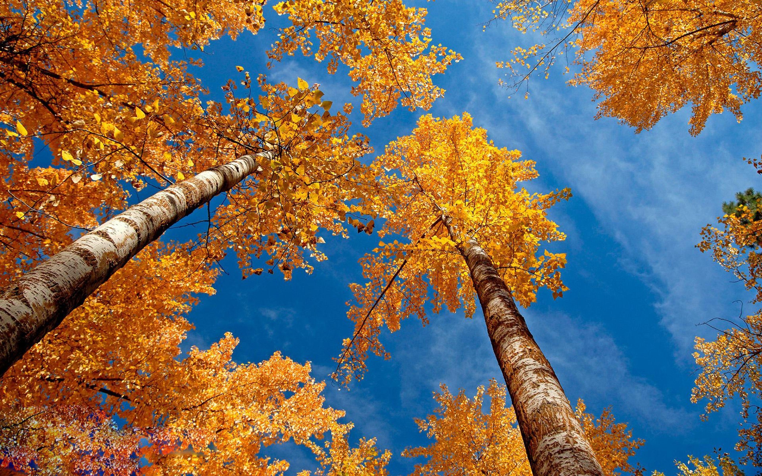 2560x1600 Autumn Sky Wallpaper Mobile Is 4K Wallpaper