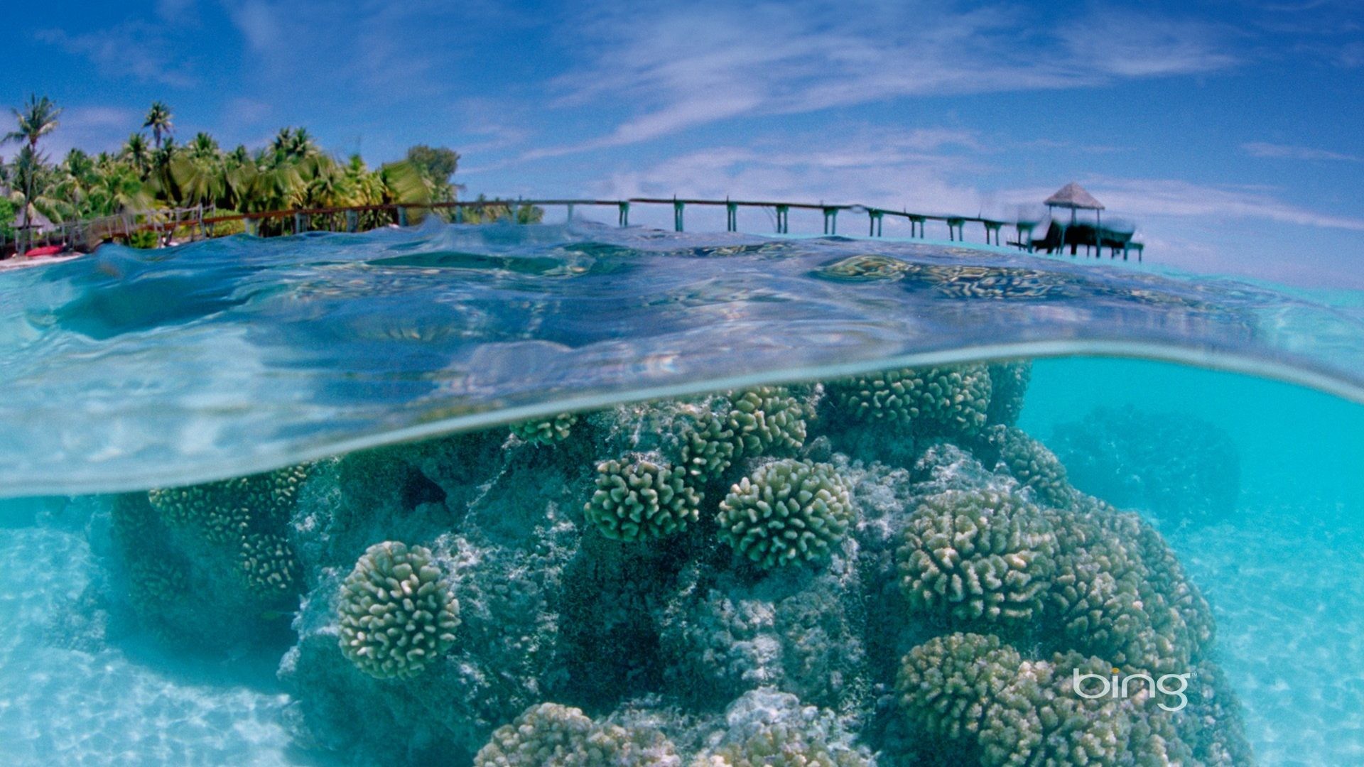 1920x1080 Coral Reefs - Lake Ocean Blue Water Best Desktop Wallpaper Coral Reef for  HD 16: