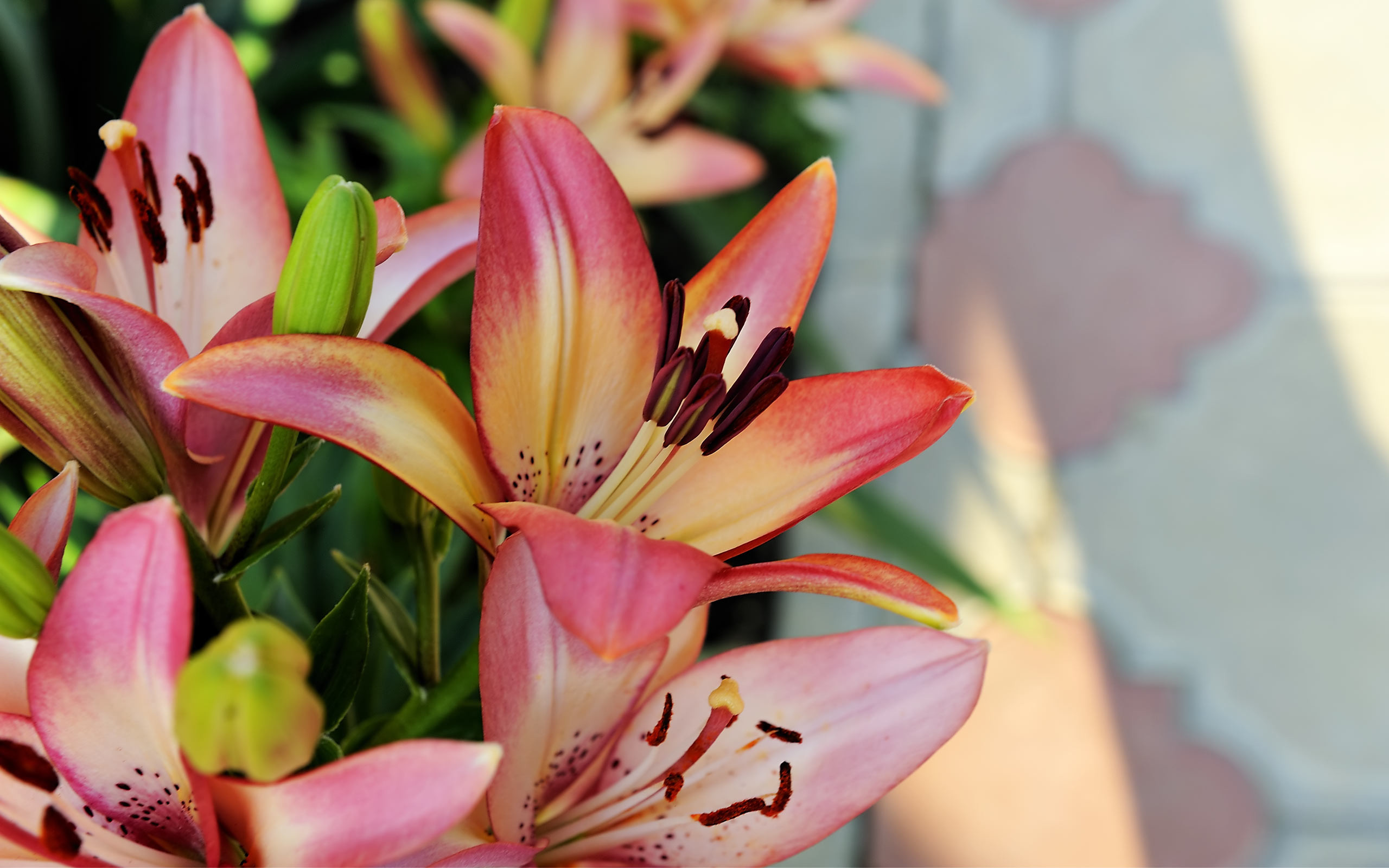 2560x1600 lily flowers wallpaper 3278