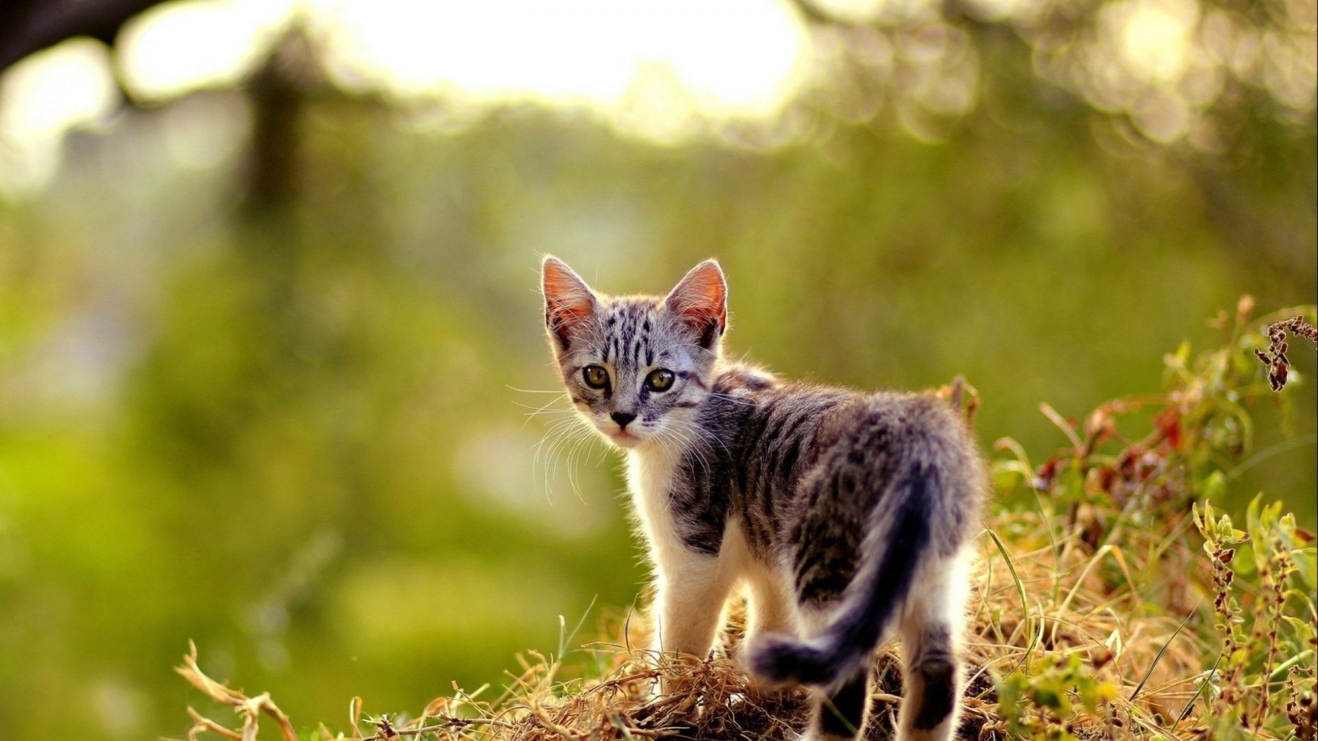 1920x1080 Baby Animals - Cat Cute Kittens Cats Kitten Baby Free Photos Of Animals for  HD 16