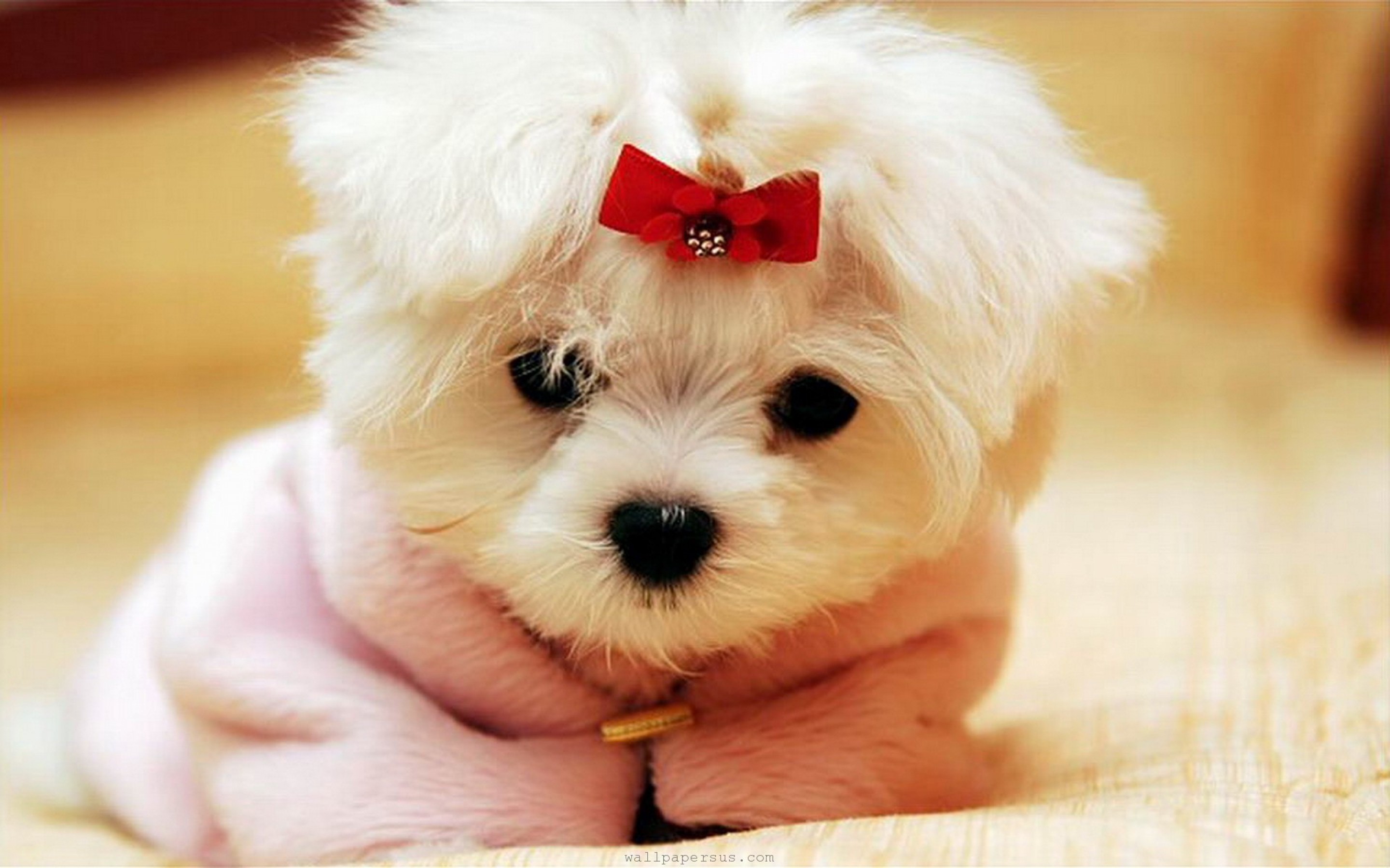 2880x1800 Cute Teacups Puppies Puppy Pictures S Screensaver With Pics Of Teacup High  Quality For Computer Maltese Images Com Backgrounds On Resolution