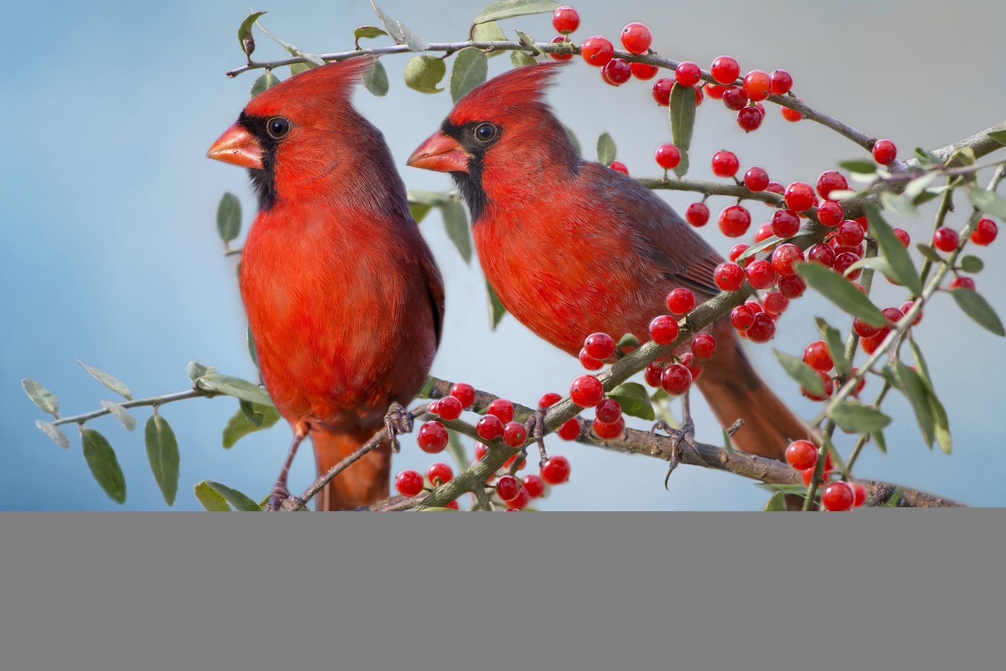 2048x1365 Cardinal birds in snow wallpaper 47 images