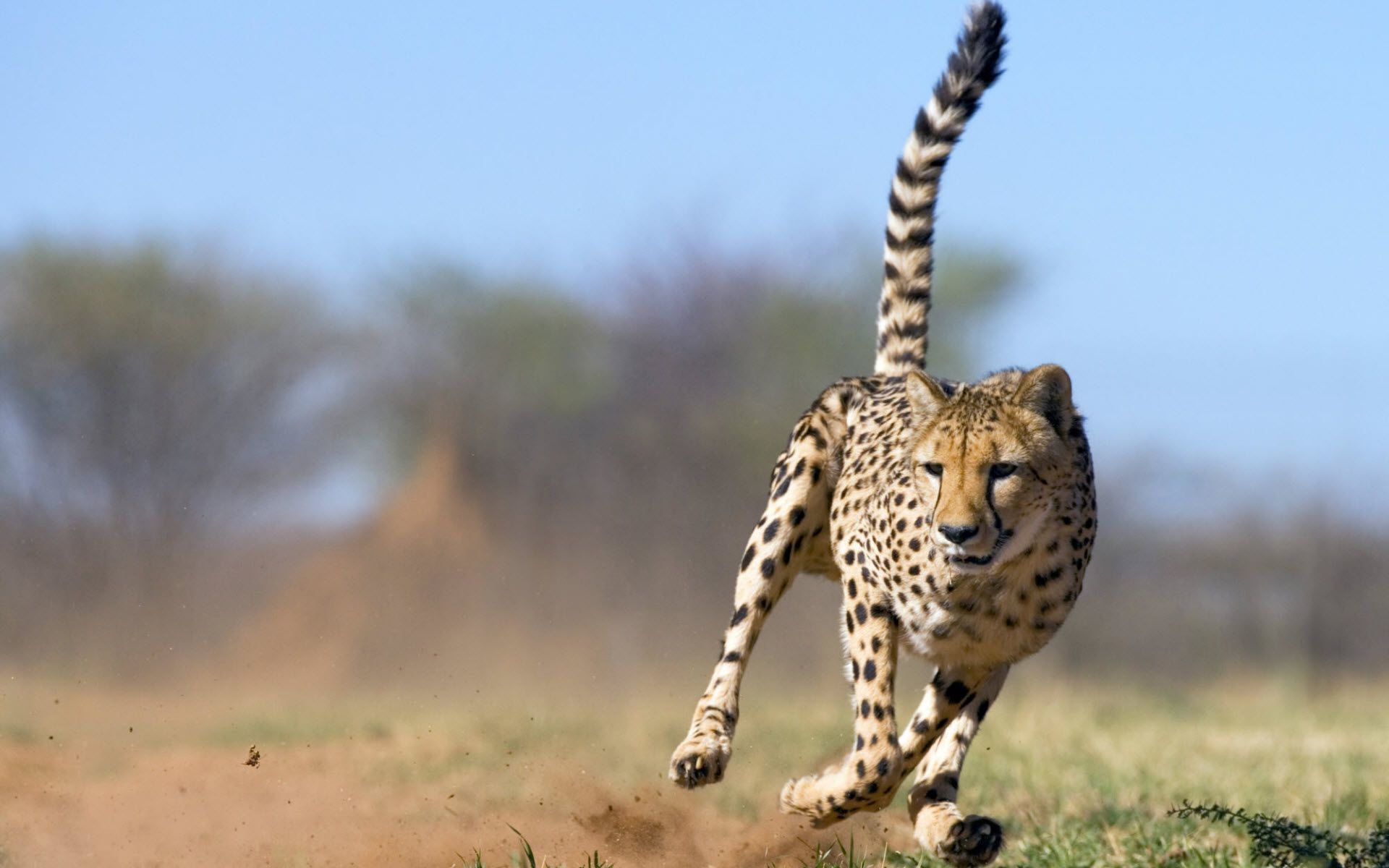 1920x1200 For Desktop Wallpapers And Backgrounds Running Cheetah Animal