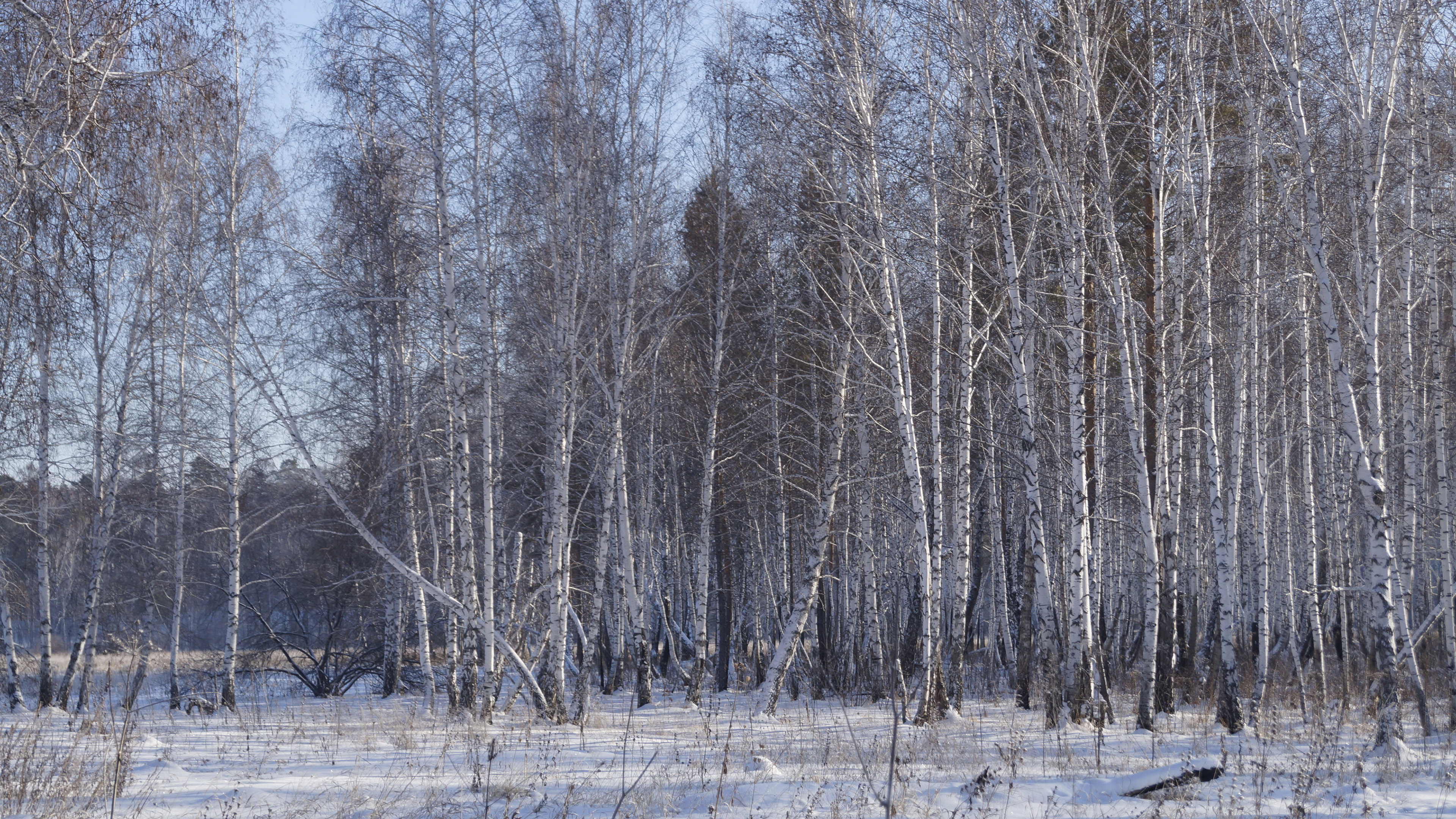 3840x2160 wallpaper.wiki-Images-winter-birch-forest--PIC-
