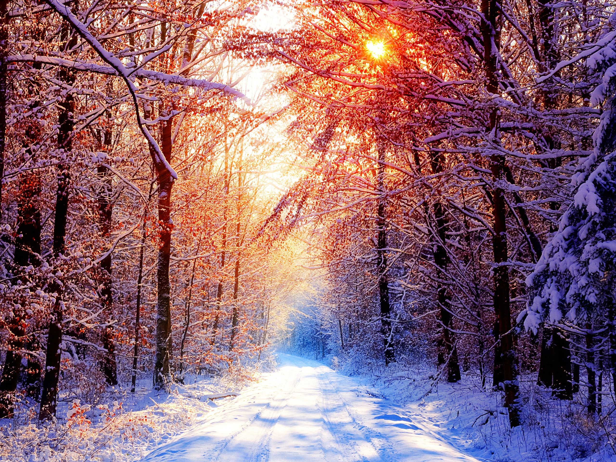 2560x1920 winter, forests, forest, fresh air, download hd wallpapers, ultra hdhd  wallpapers