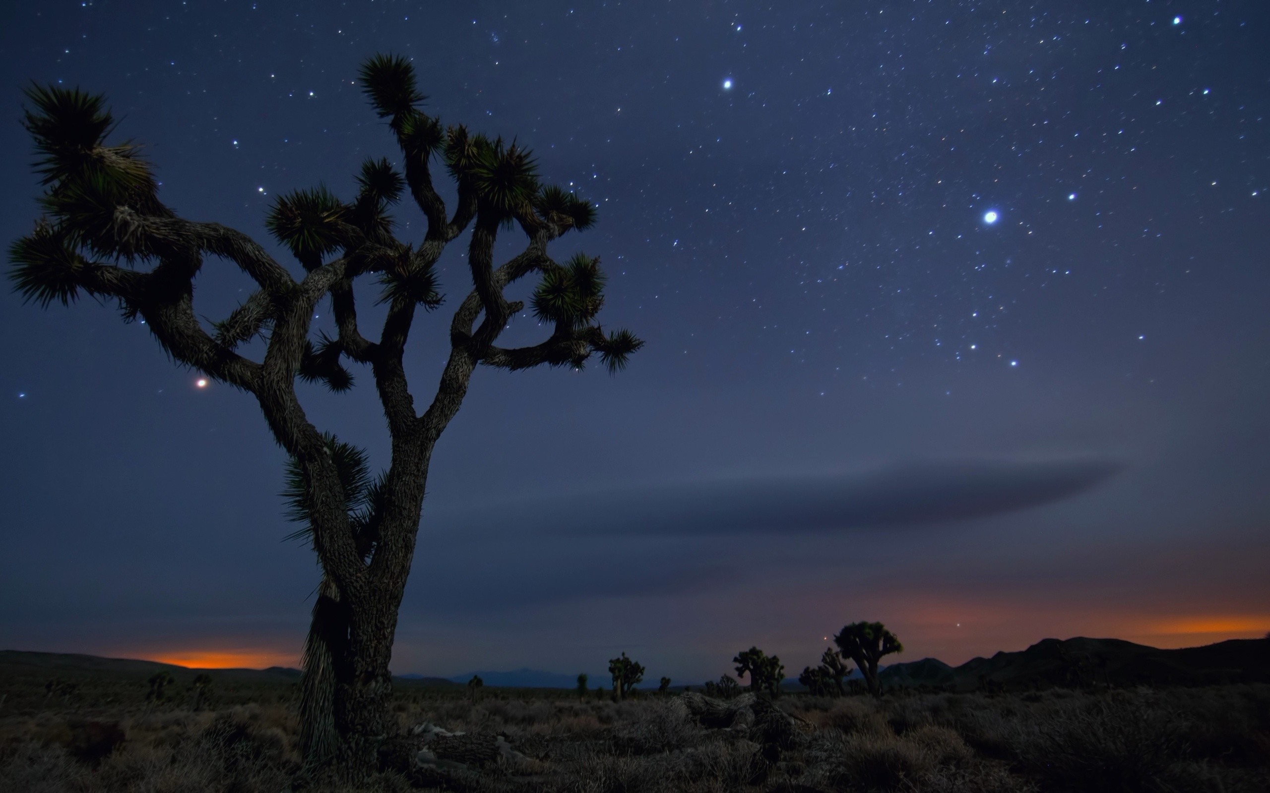 2560x1600 Joshua Tree, Sky, Atmosphere, Dawn, Astronomical Object Wallpaper in   Resolution