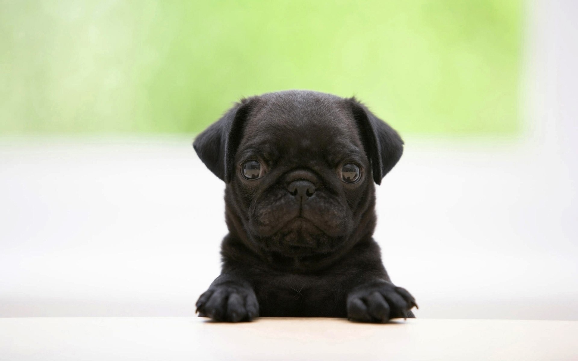 1920x1200 Pug wallpapers and images 
