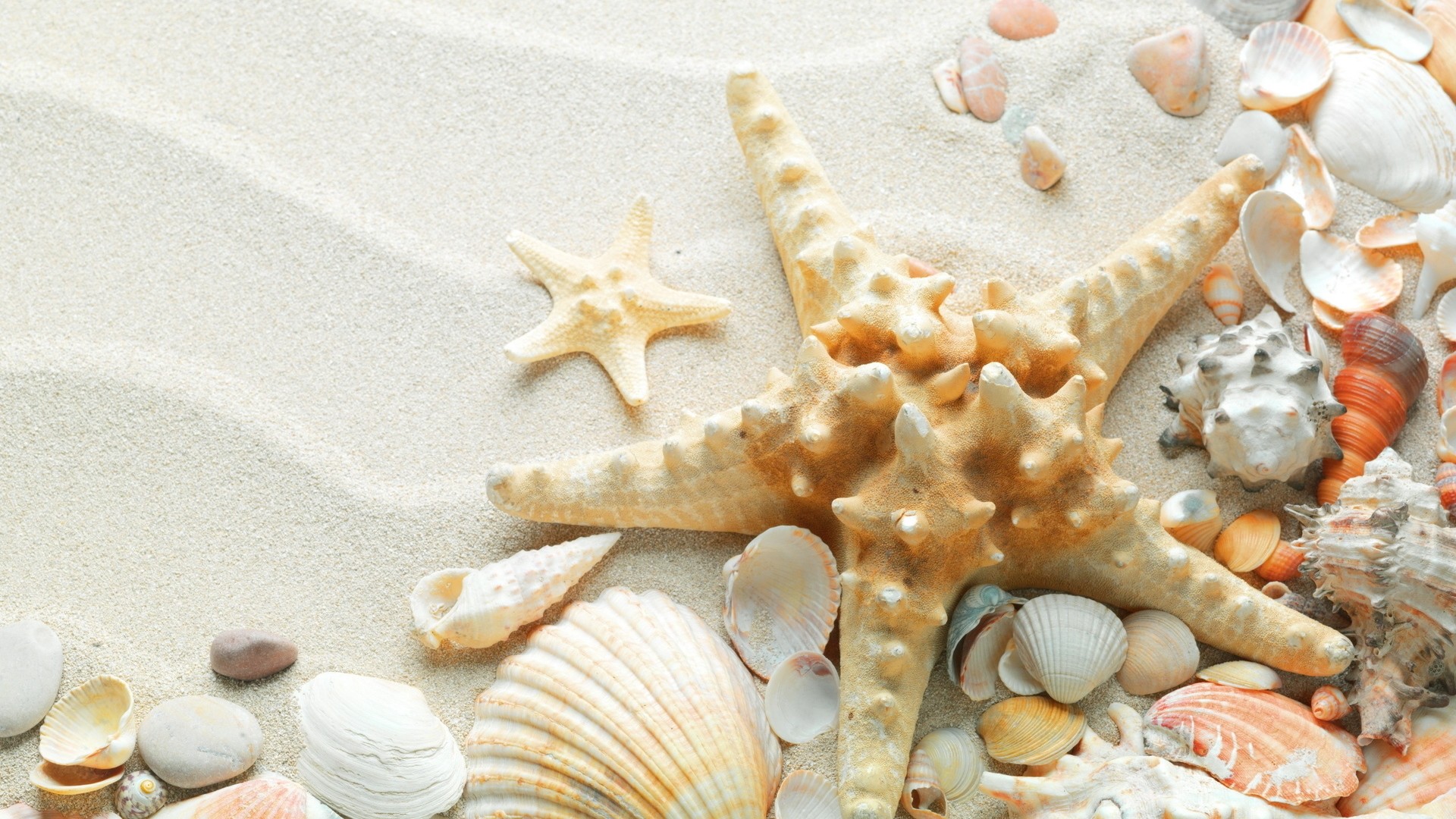 1920x1080 Seashells and starfish on the beach: