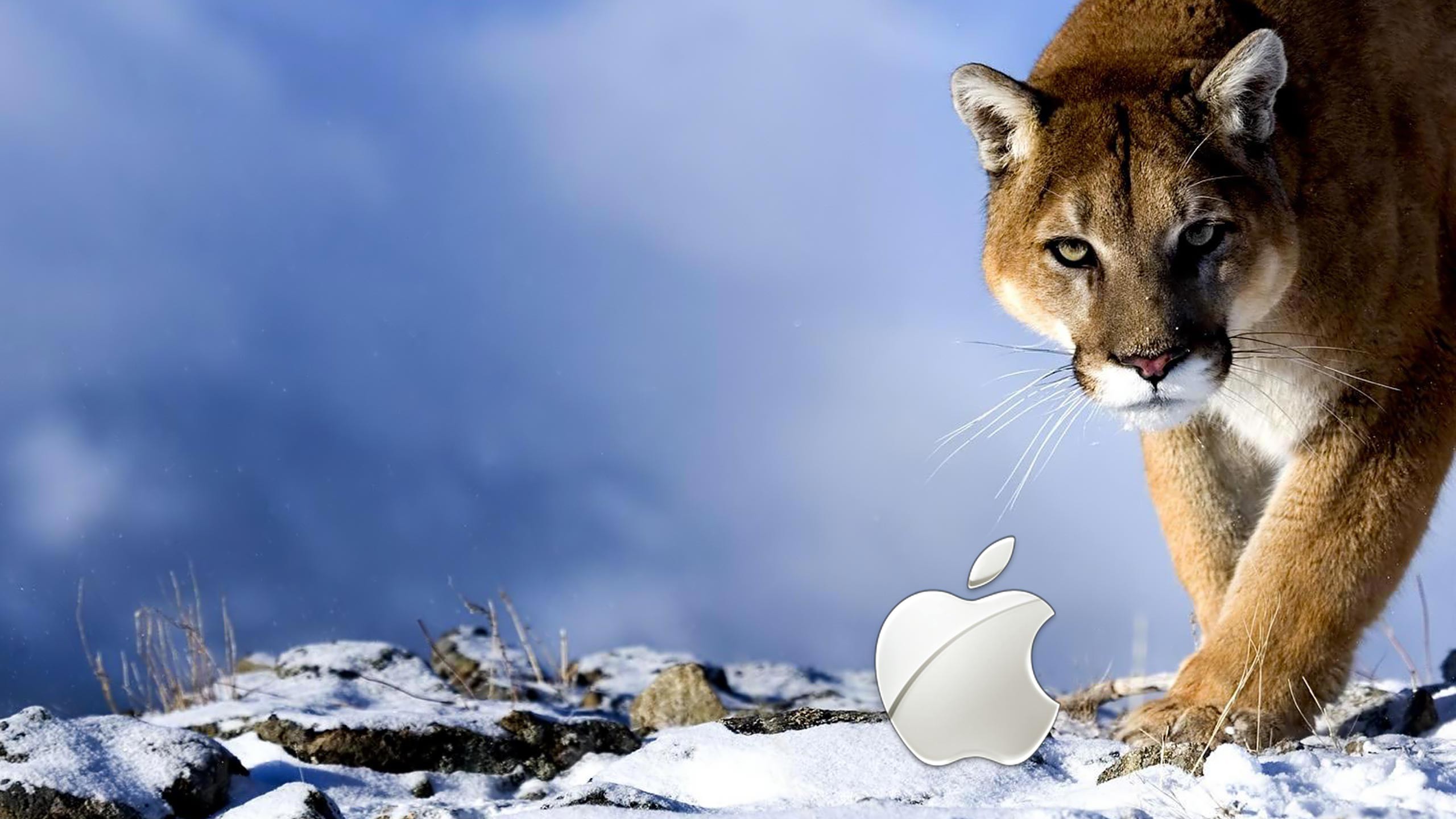 2560x1440 ... OS Lion Wallpapers Group (75 ) ...