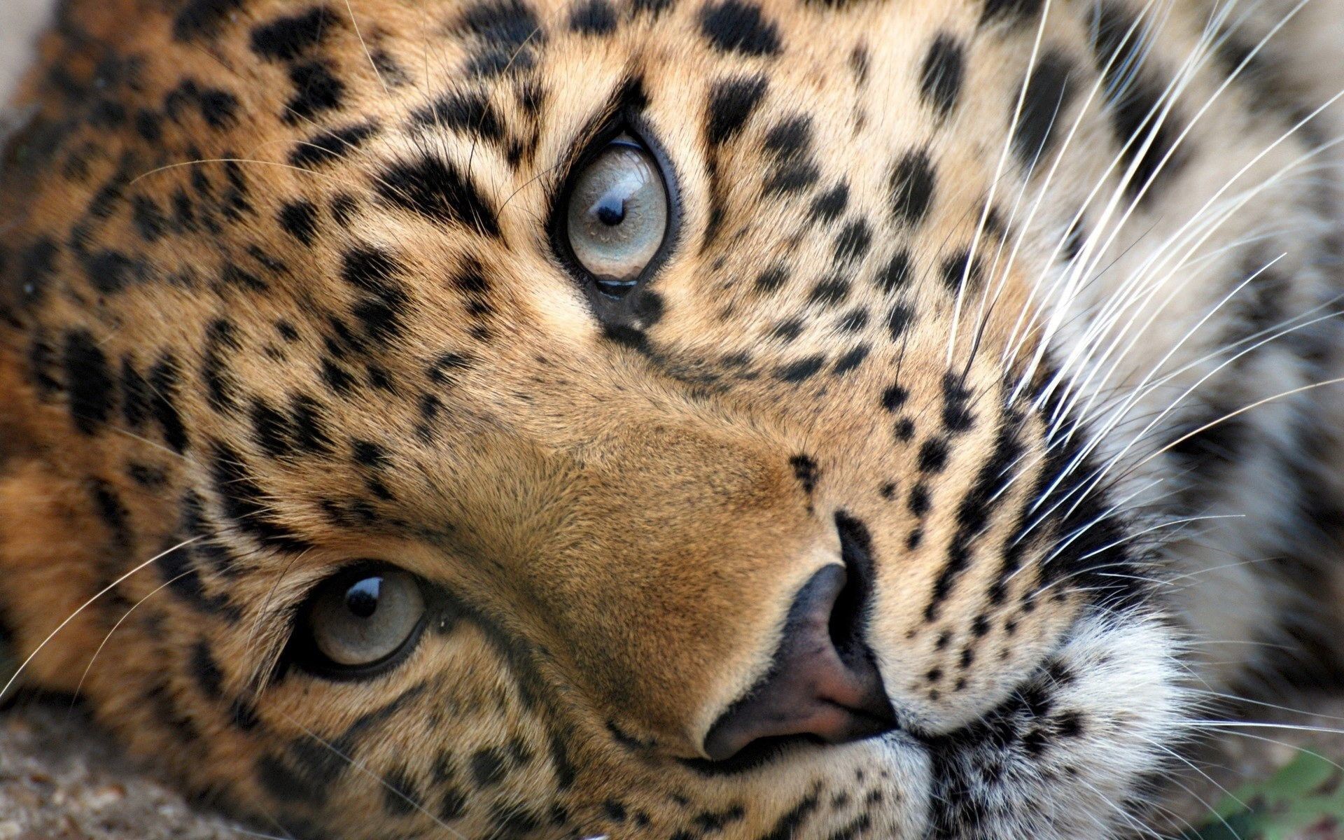1920x1200 Pictures Wild Animals Wallpapers HD.