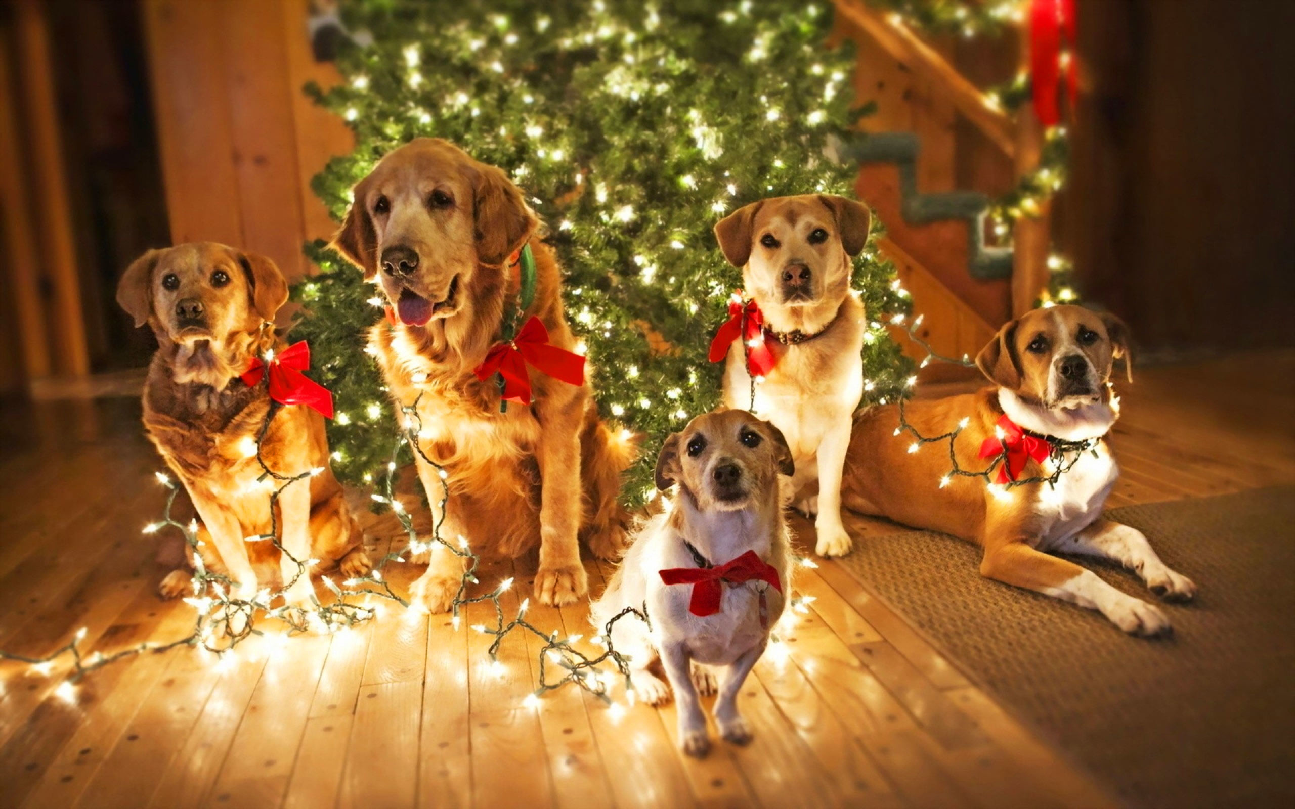 2560x1600 Christmas Dogs Desktop Wallpaper Free