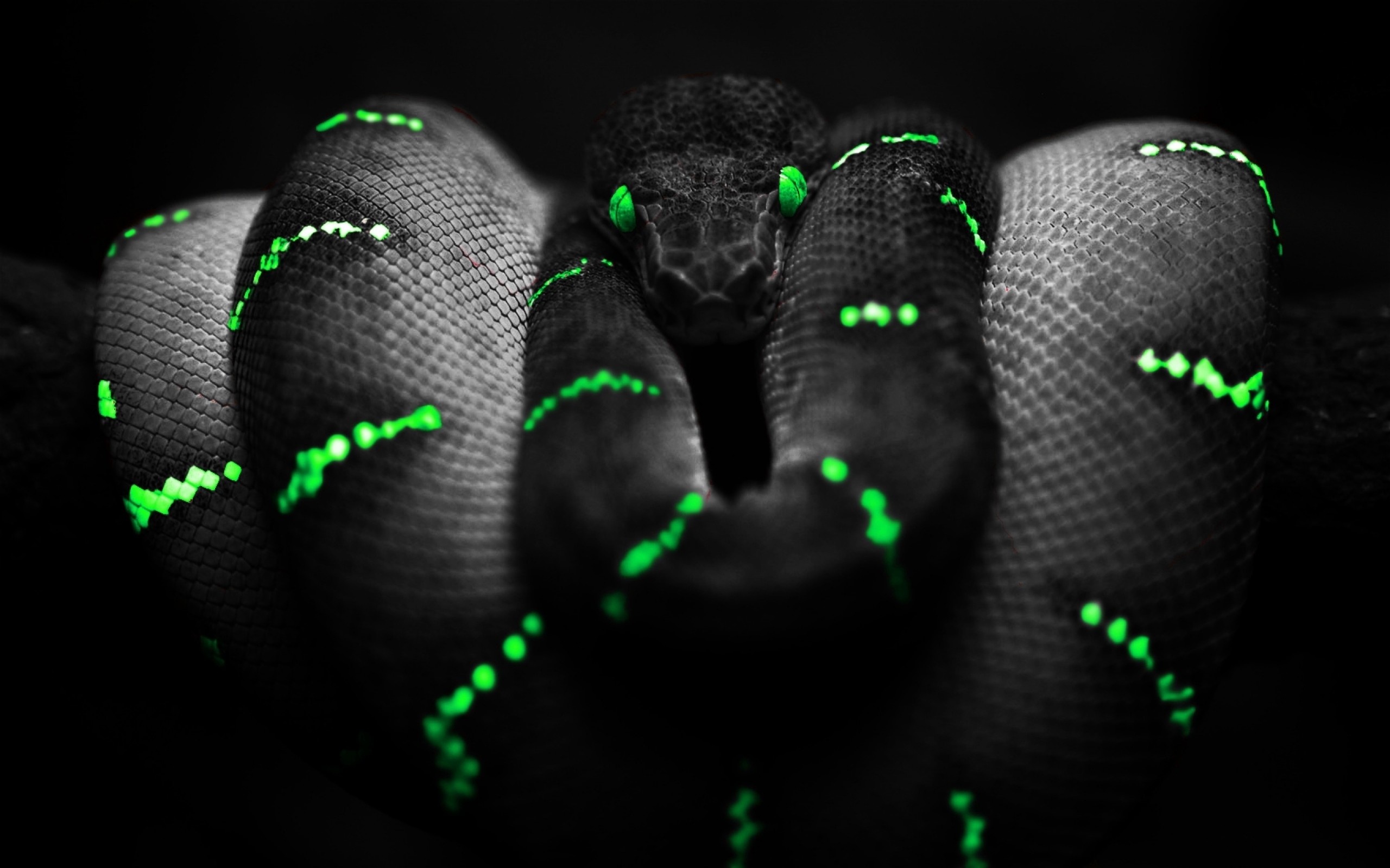 2560x1600 pictures of a python snake dowload
