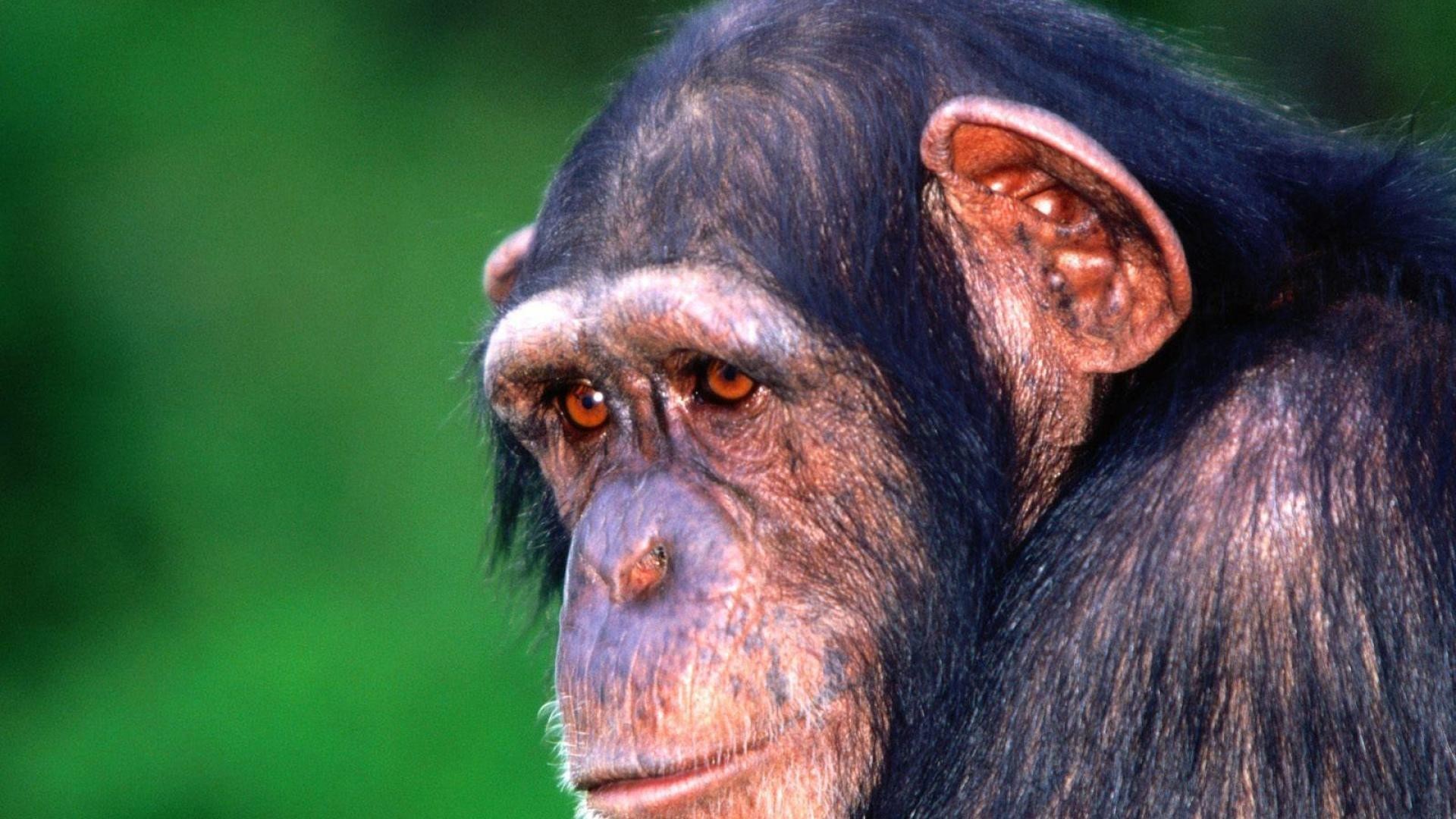 1920x1080 Sad monkey chimpanzee wallpapers and images - wallpapers, pictures, photos