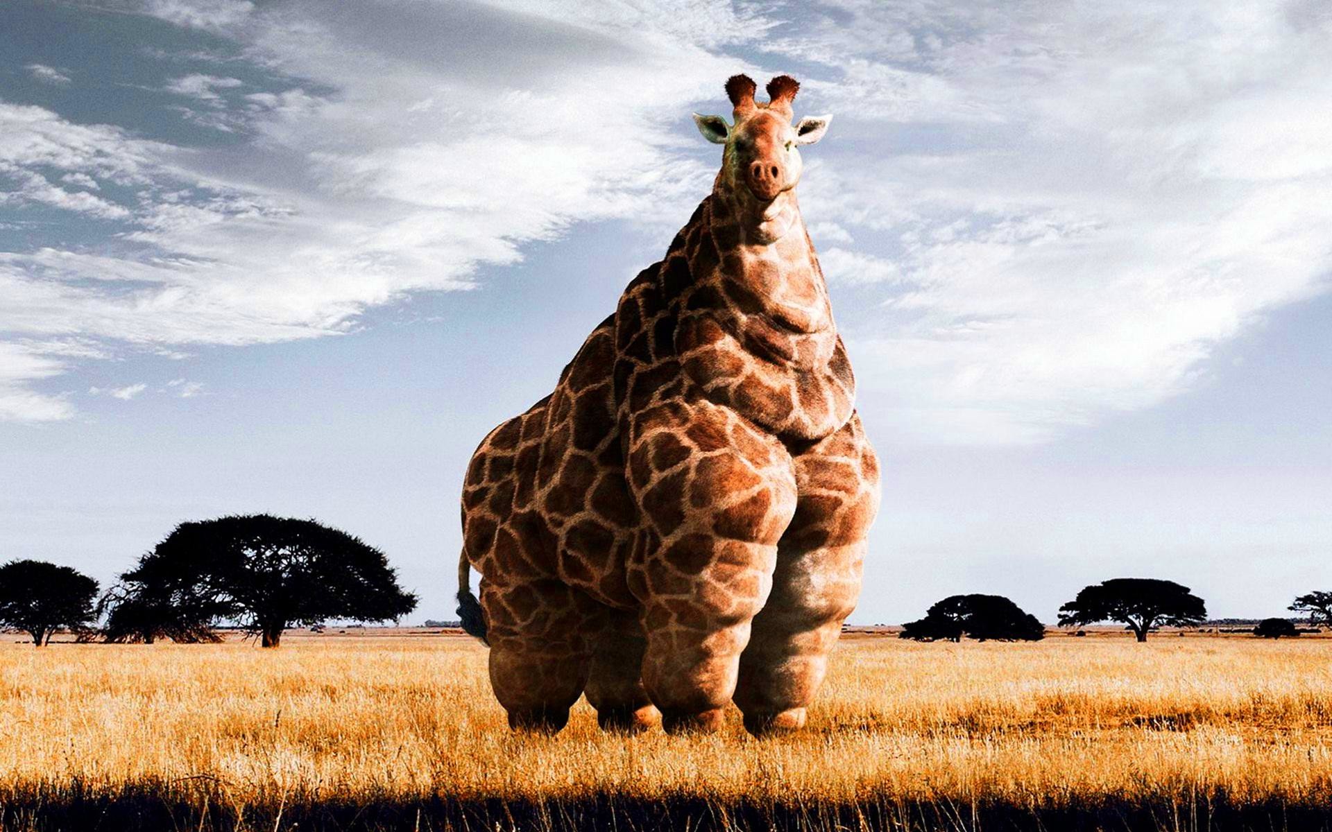 1920x1200 Funny Giraffe Pictures Wallpapers (36 Wallpapers) – Adorable Wallpapers