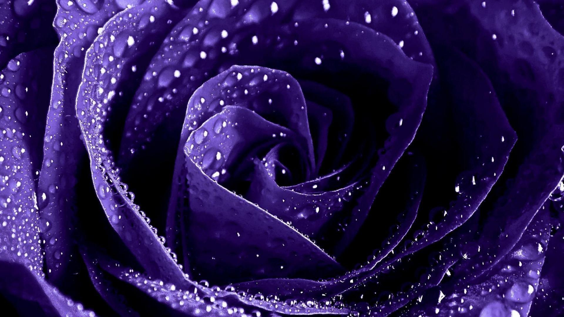1920x1080 Flowers For > Purple Roses Wallpaper Hd