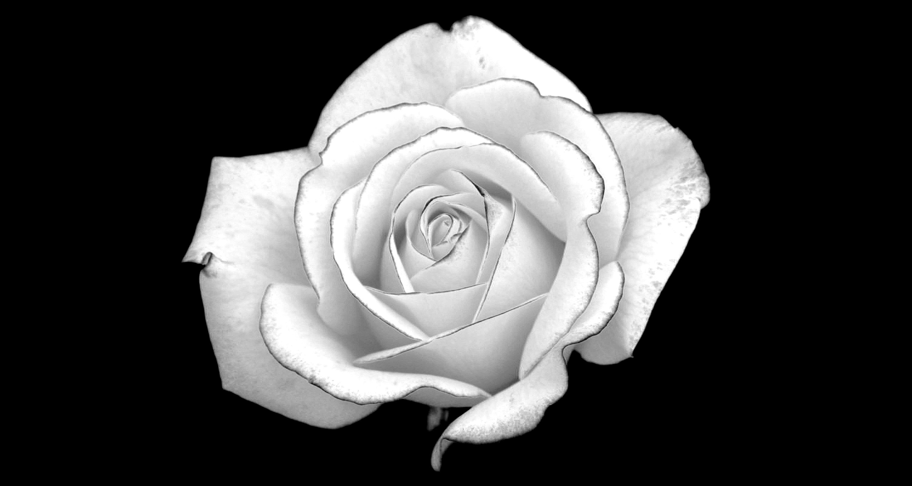 3008x1602 White Roses Black Background (35 Wallpapers)