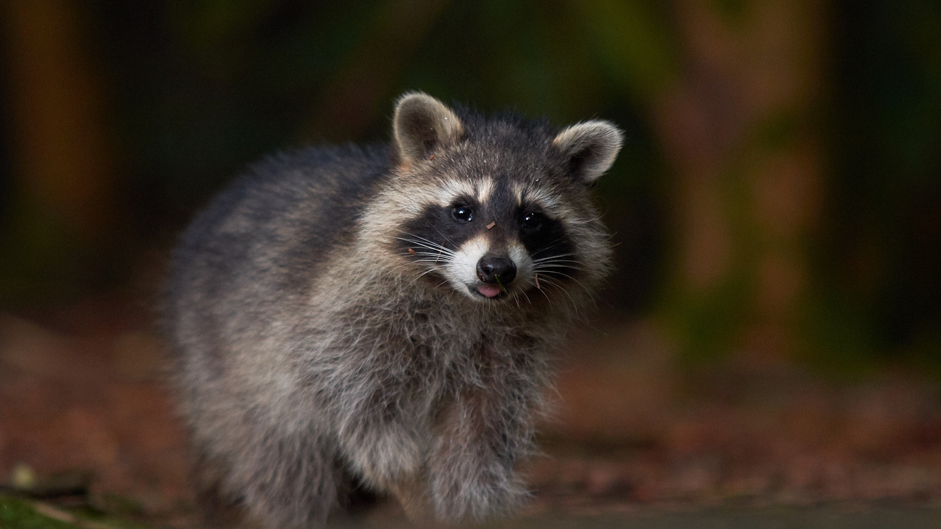 1920x1080  wallpaper Raccoon, furry, cute animal