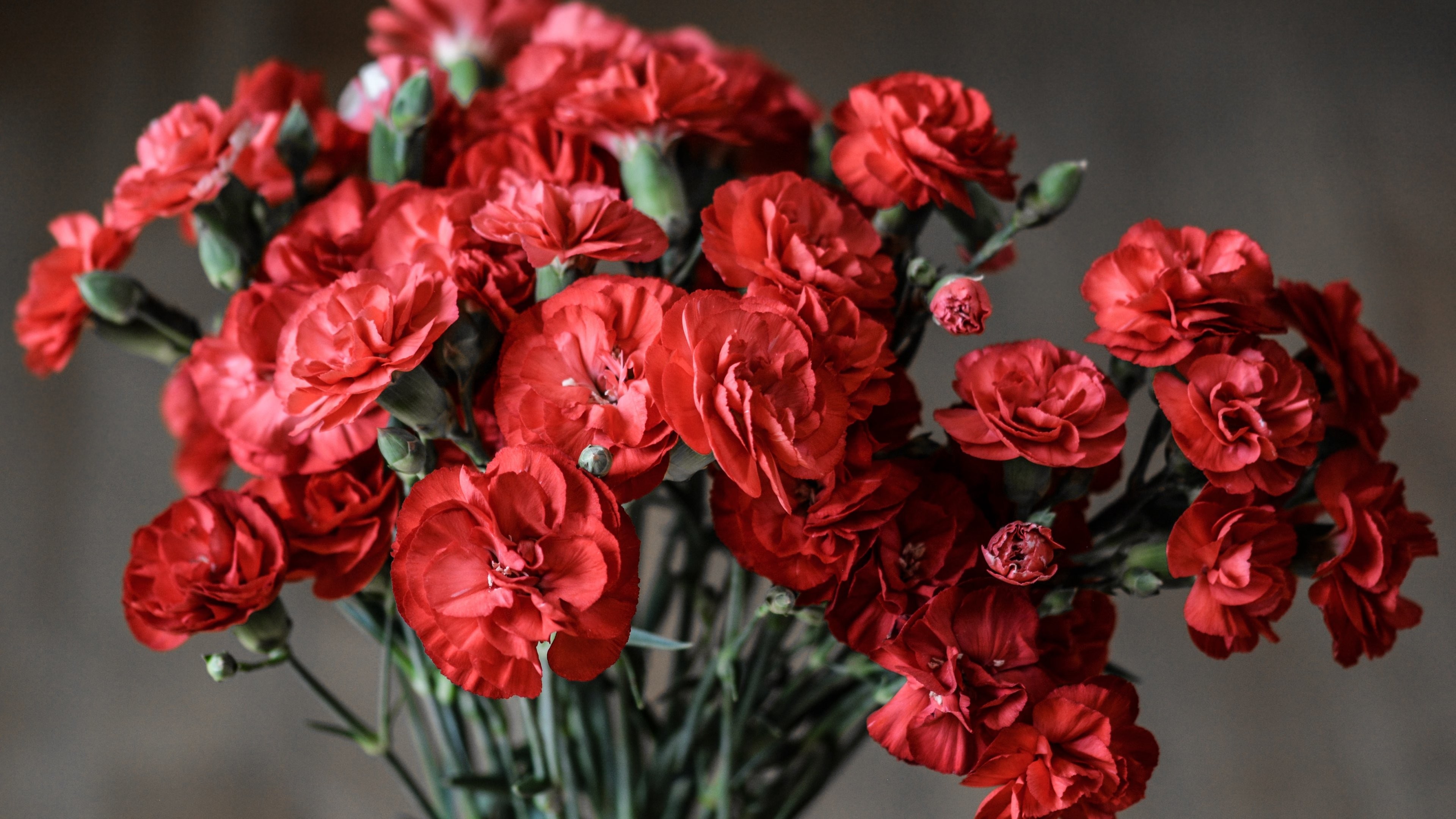 3840x2160 Red Carnations