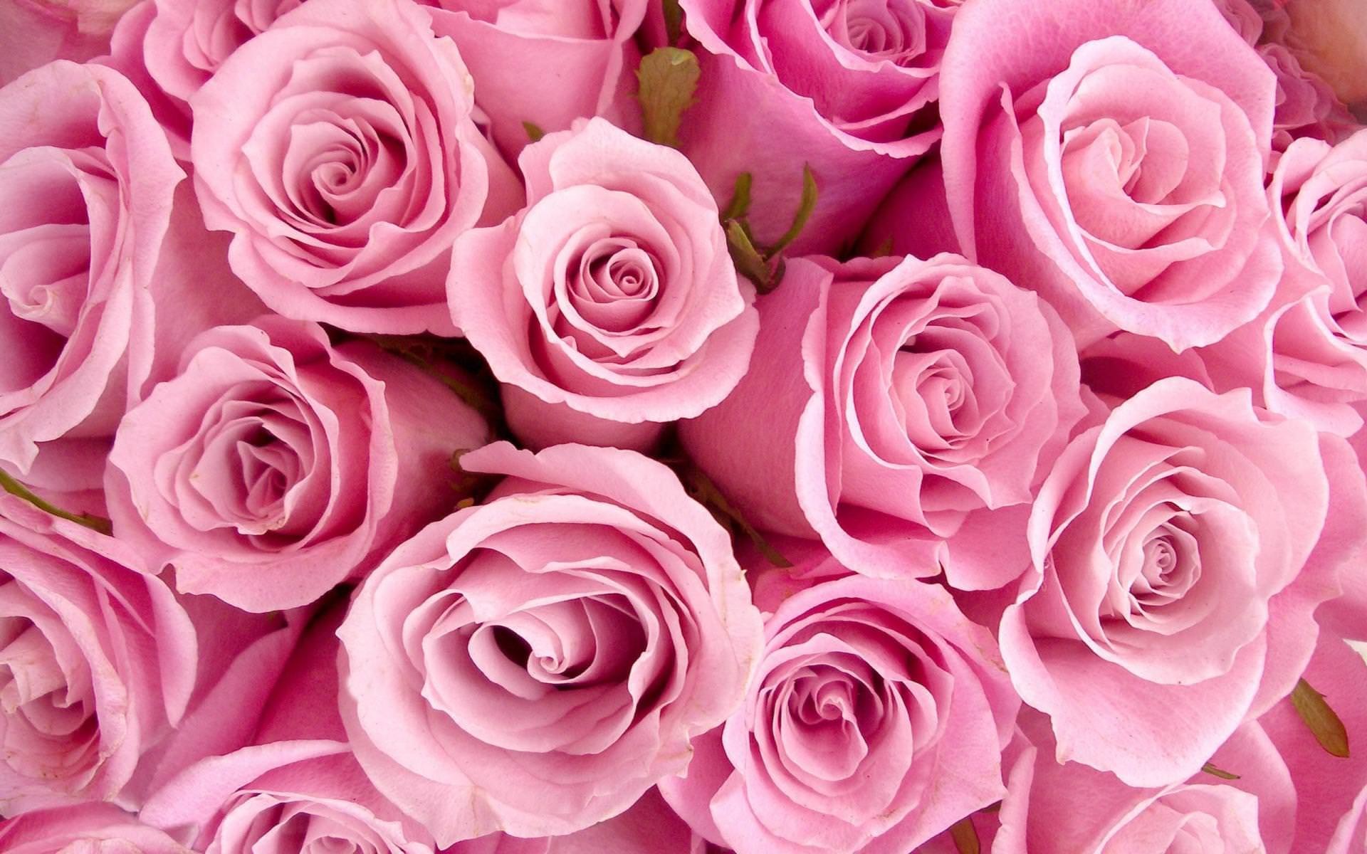 1920x1200  Pink Rose Flower Background