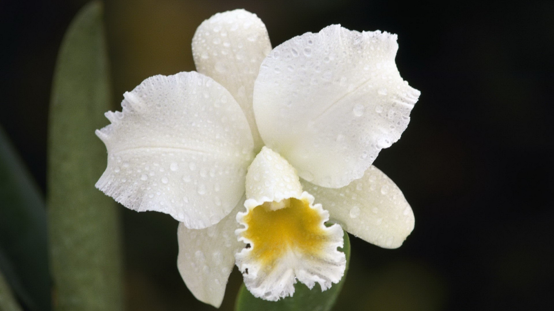 1920x1080  Wallpaper orchid, drops, white, flower, bud