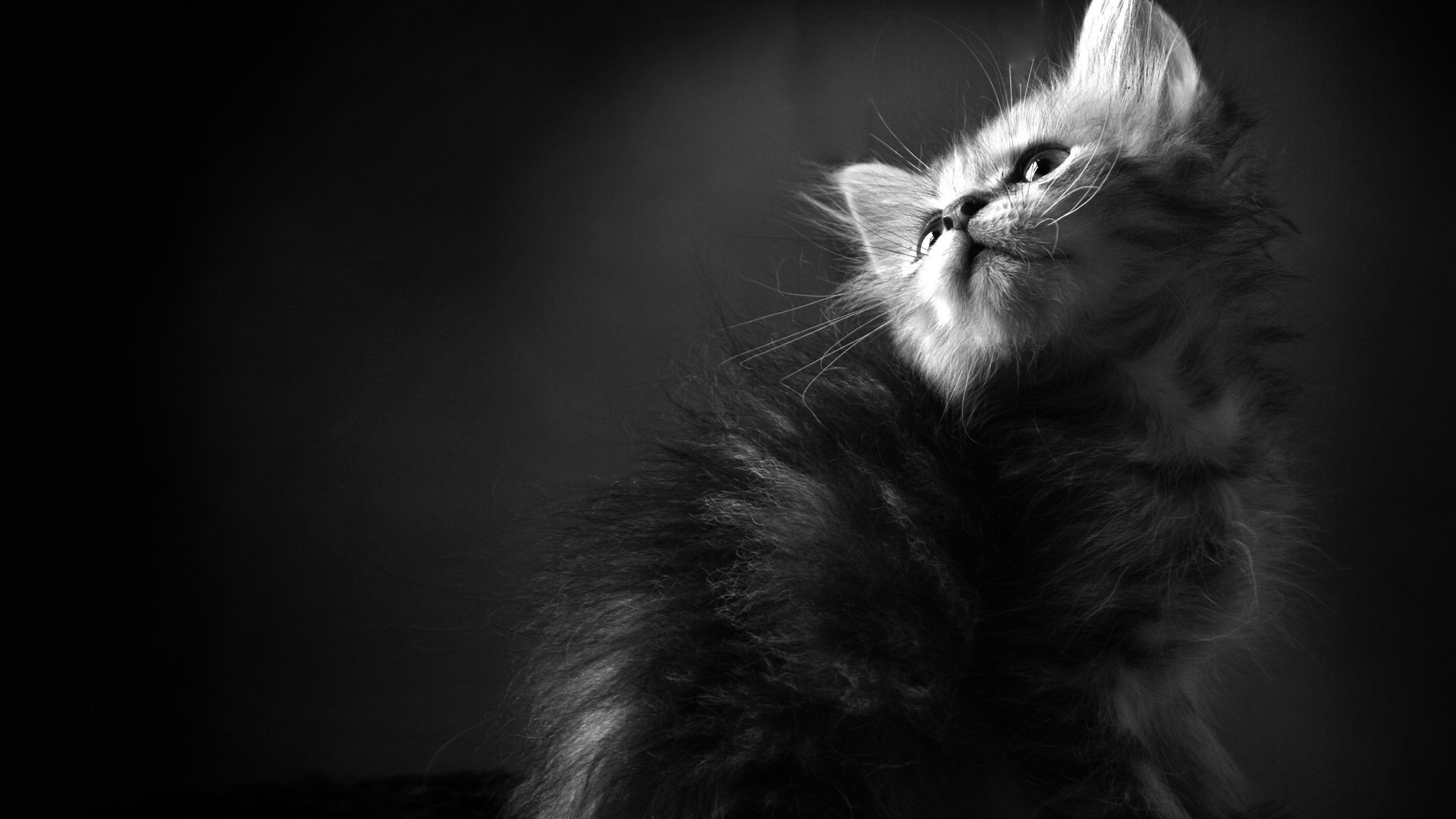 3840x2160  Wallpaper kitten, furry, curious, shadow, black white