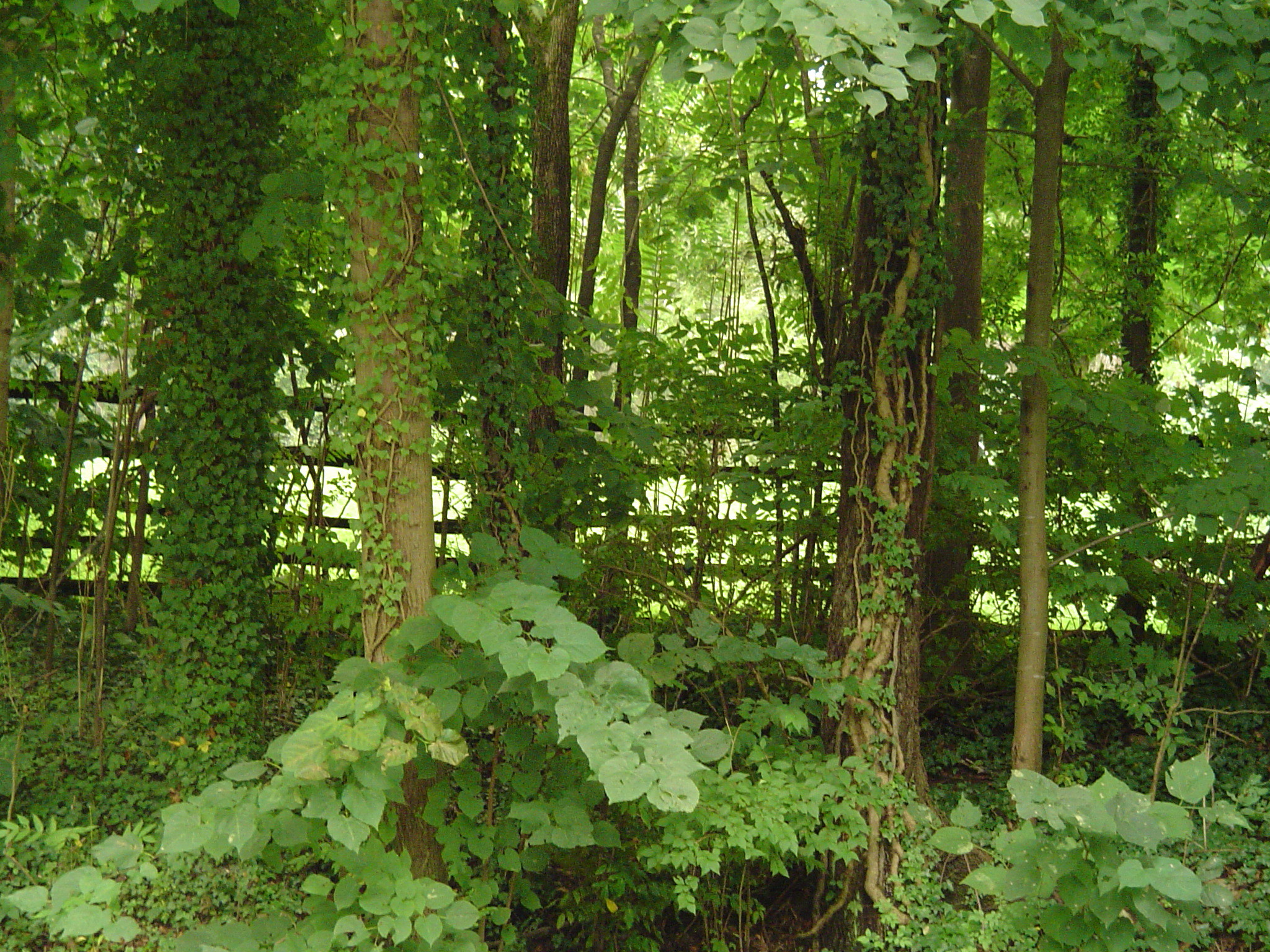 2048x1536 Ivy scrambling up trees along a pasture at Colonial Williamsburg.