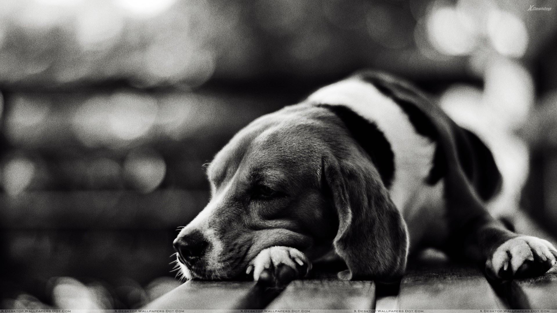 1920x1080 Cute Dog Sleeping Black N White Picture Wallpaper