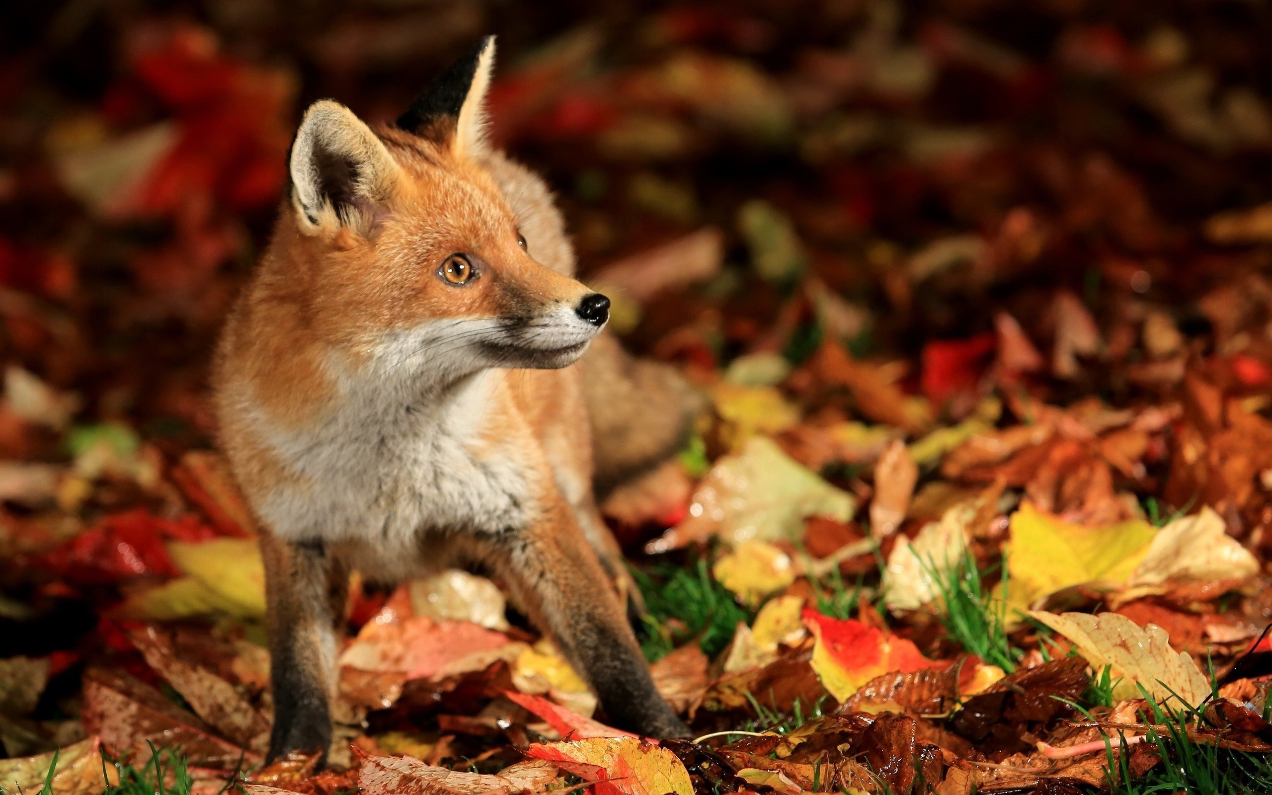 2560x1600 fox, Animals, Fall, Nature, Leaves Wallpapers HD / Desktop and Mobile  Backgrounds