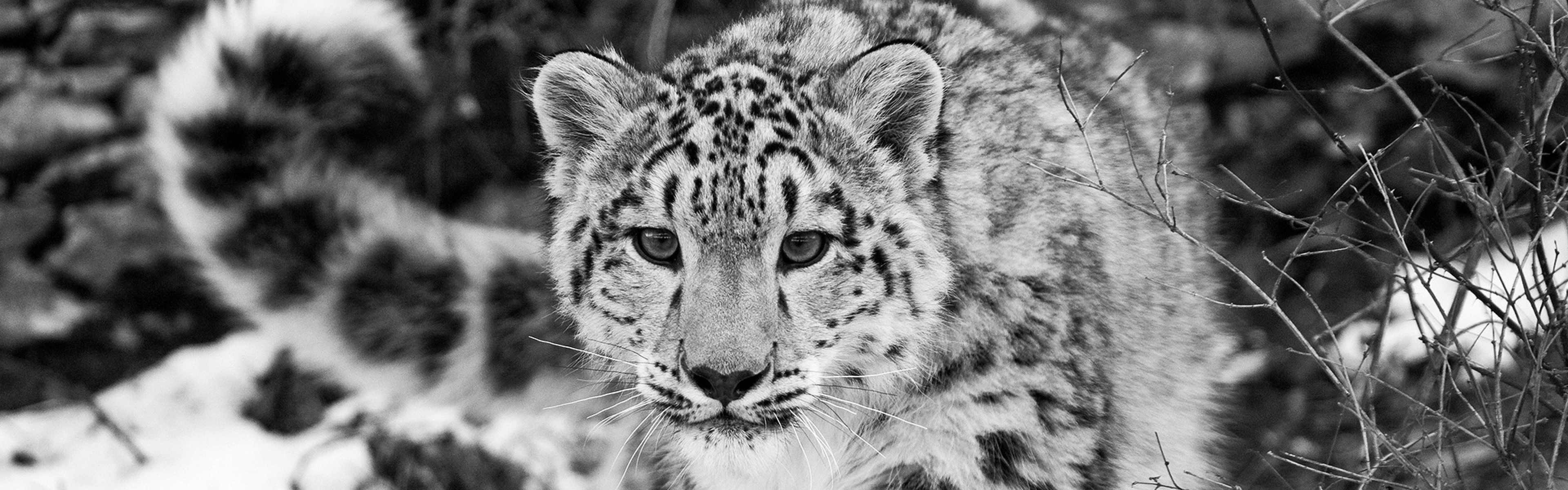 3840x1200  Wallpaper snow leopard, snow, hunting, attention, black and white