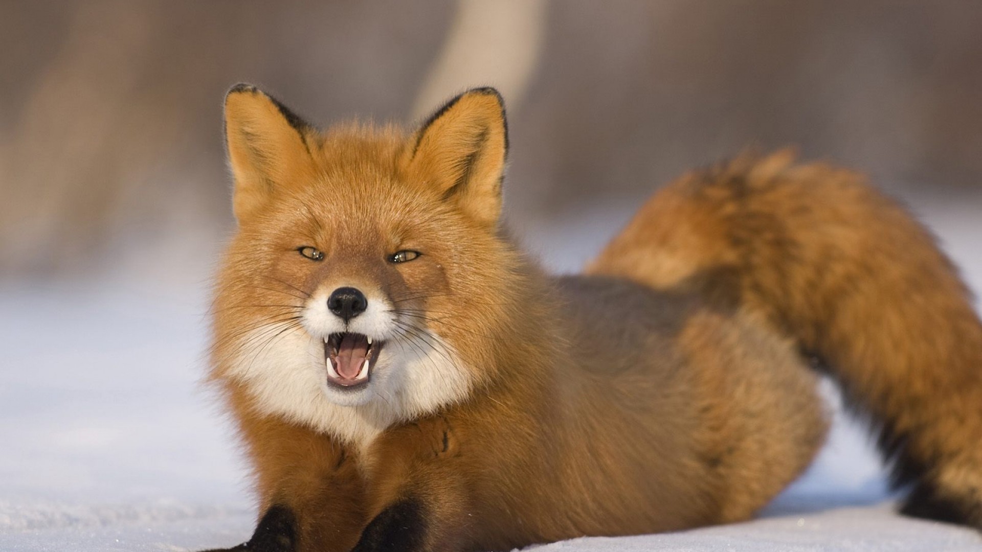 1920x1080  Wallpaper fox, snow, tail, furry, surprise