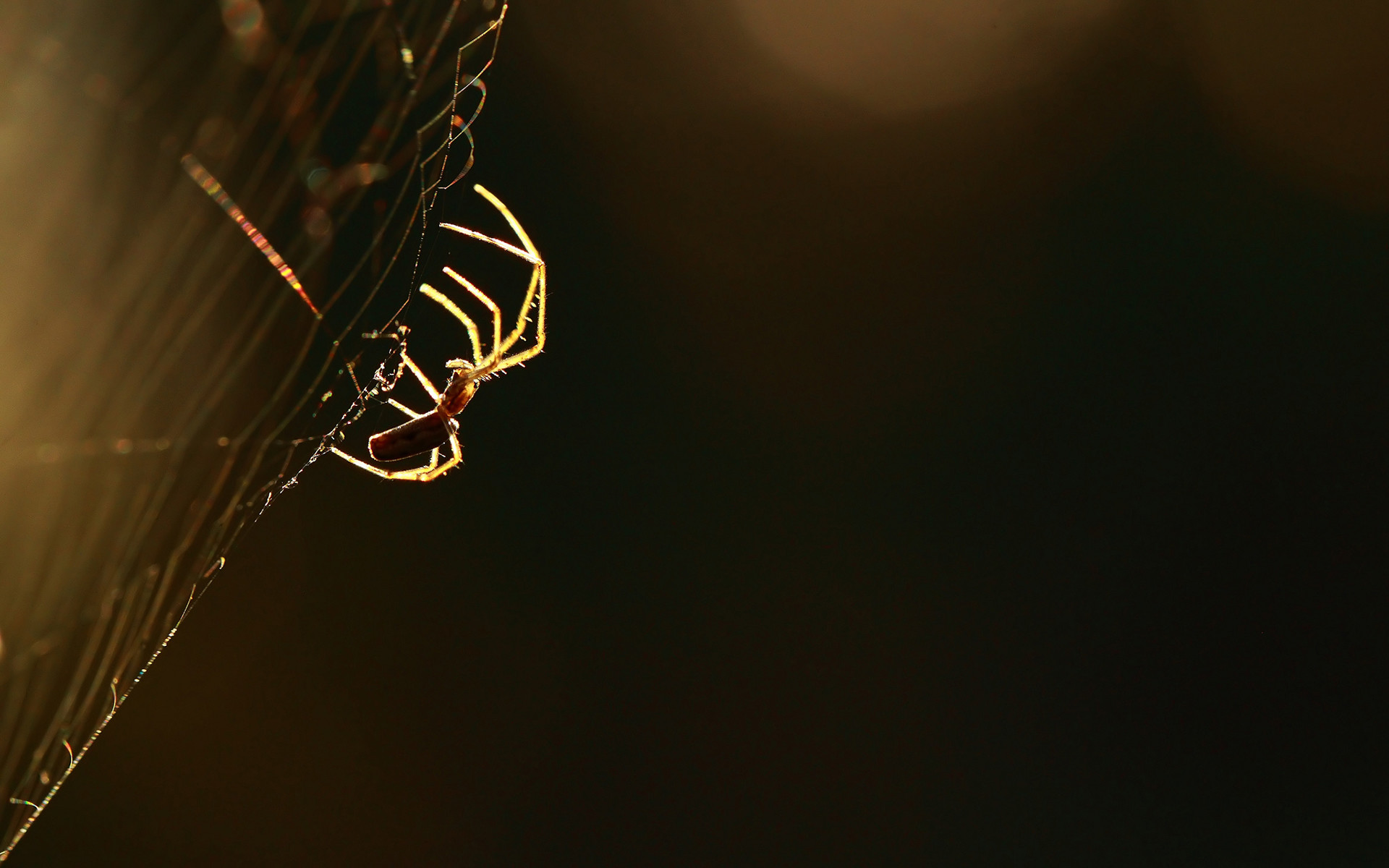 1920x1200 Wallpapers for Spider Web Pictures â Resolution 