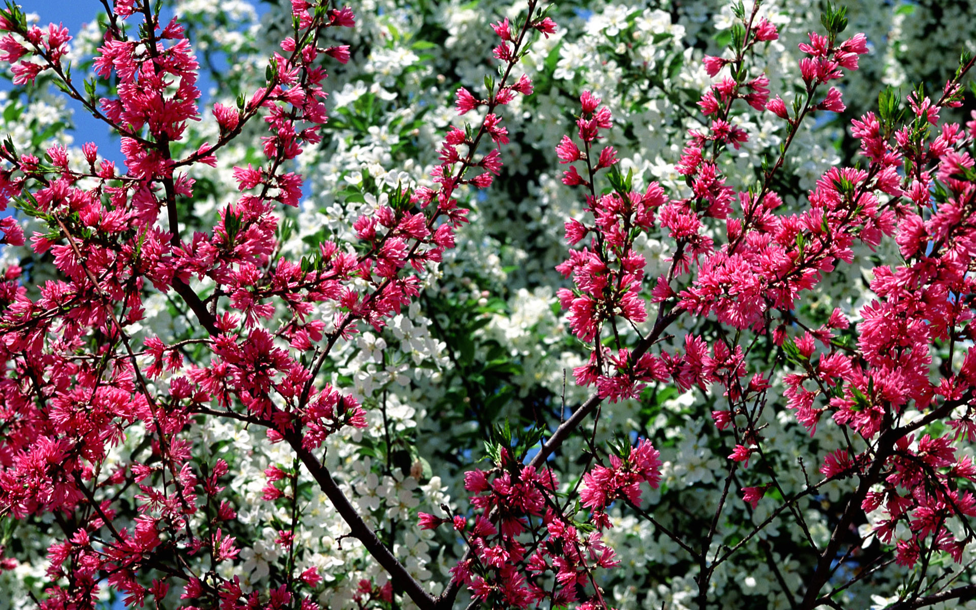 1920x1200 Free Spring Desktop Wallpaper | desktop Free Spring Flowers Wallpaper  Desktop. Free Spring Wallpaper .