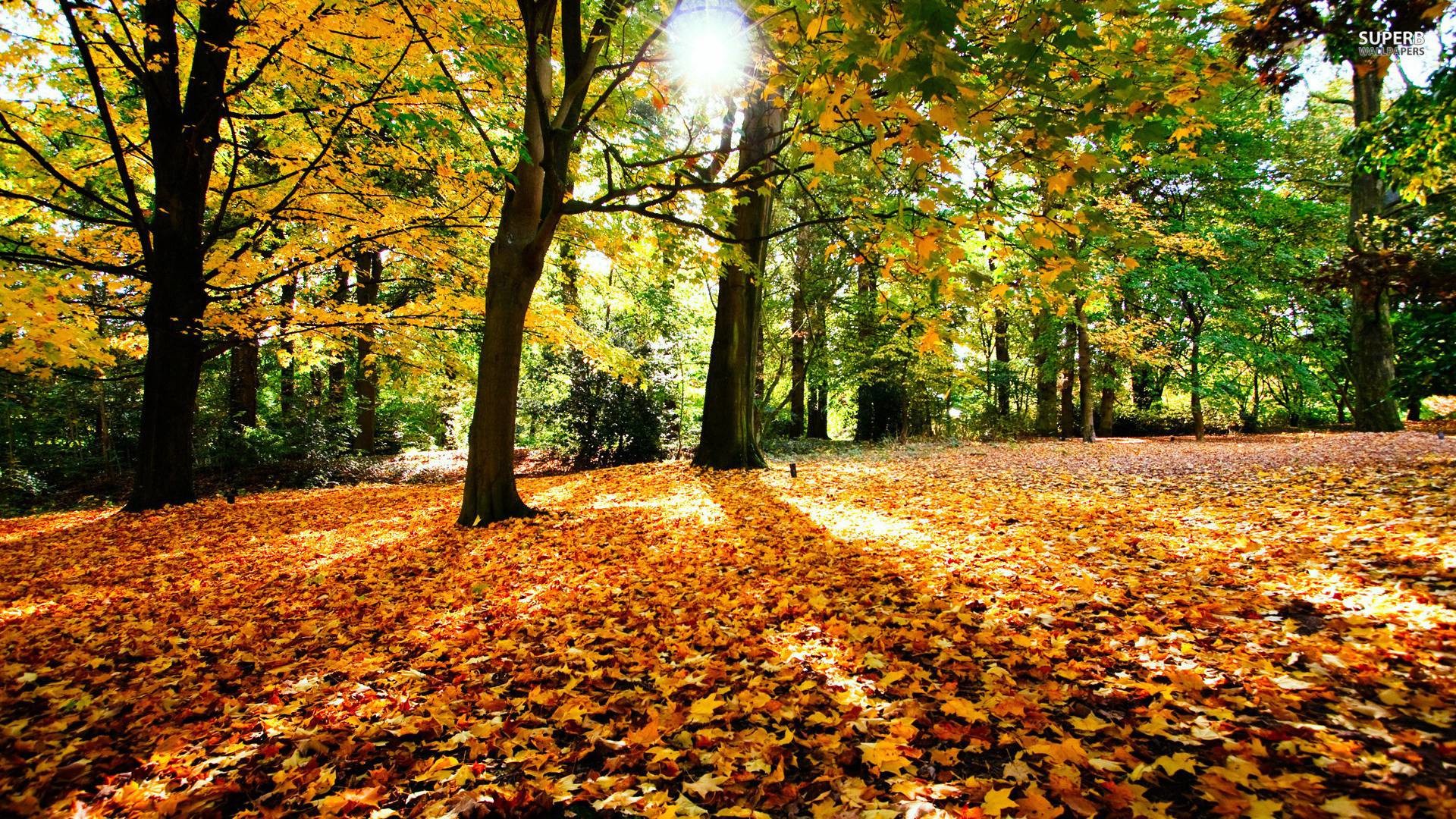 1920x1080 Autumn in the forest wallpaper - Nature wallpapers - #